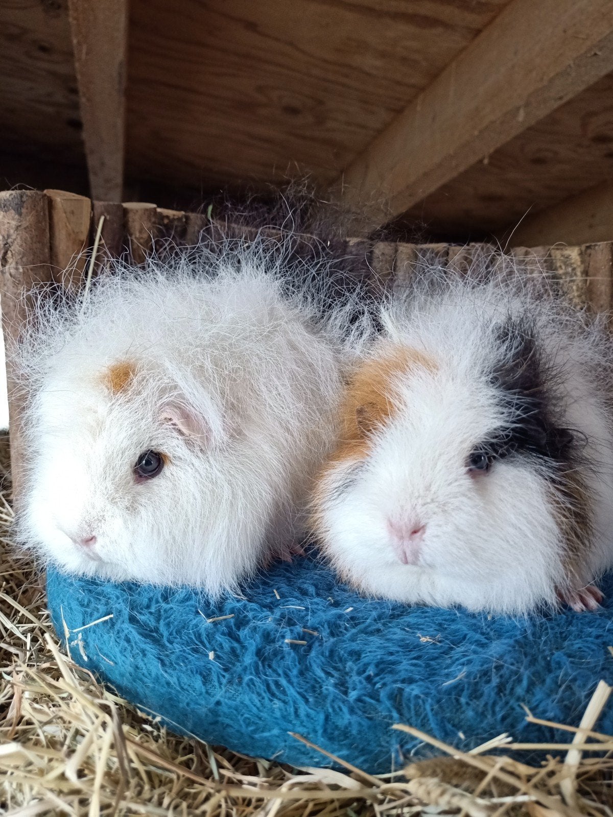 Ch teddy cavia zeugje, Mei, Vrouwelijk, Cavia