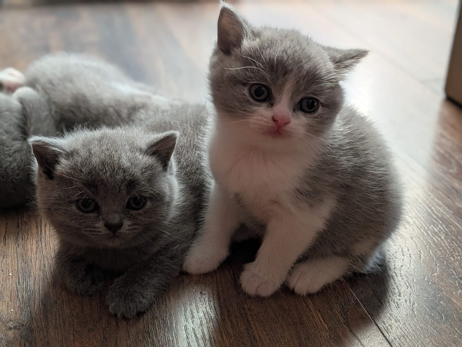 Britse korthaar kittens uit kampioen lijnen met stamboom, Meerdere dieren, Gechipt