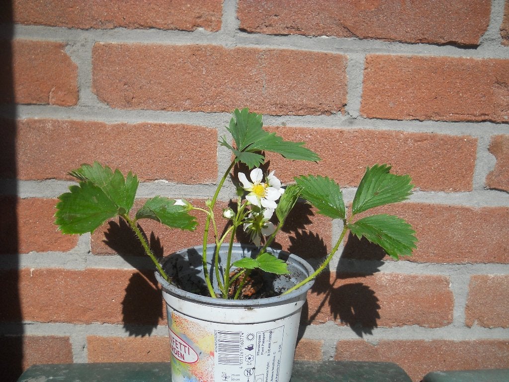 Aardbeiplanten Biologisch, Ophalen of Verzenden, Vaste plant, Fruitplanten, Volle zon