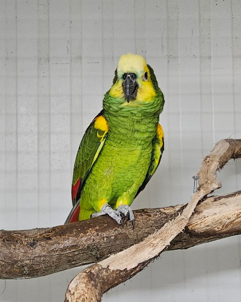 1-0 Blauwvoorhoofd amazone, Mannelijk, Papegaai, Geringd