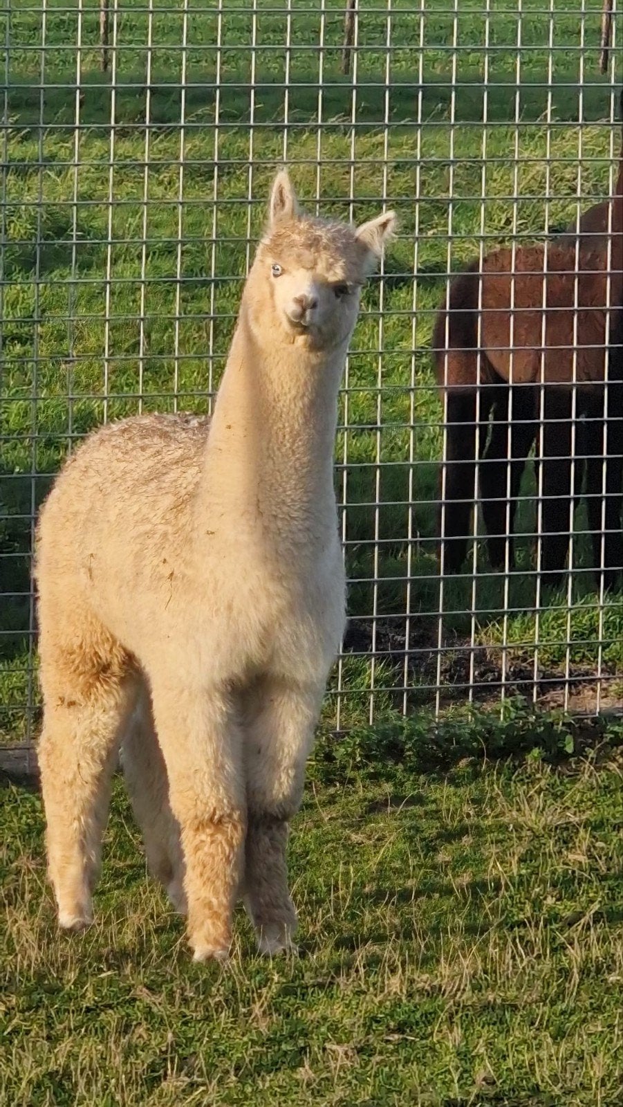 Alpaca hengst met blauwe ogen, Mei, Mannelijk