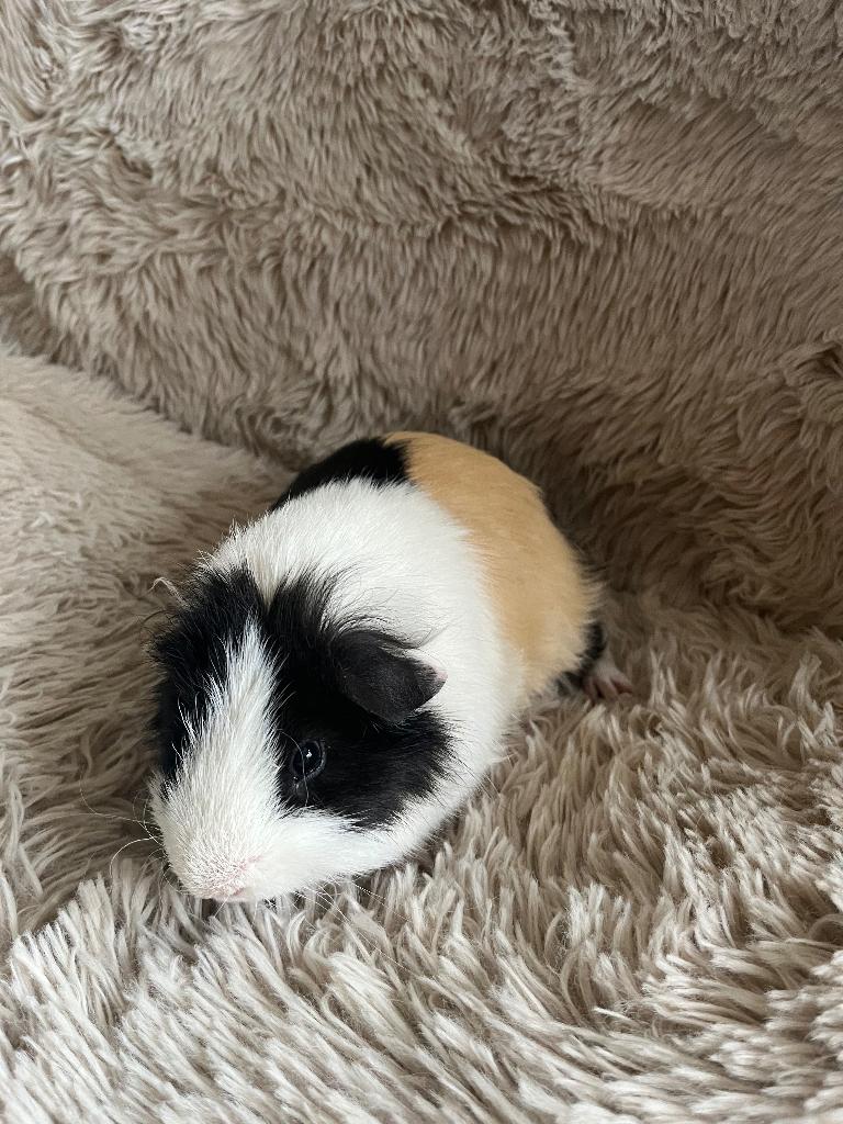 Cavia beer kruising Lunkarya - US Teddy, Cavia, Mannelijk, Januari, Tam