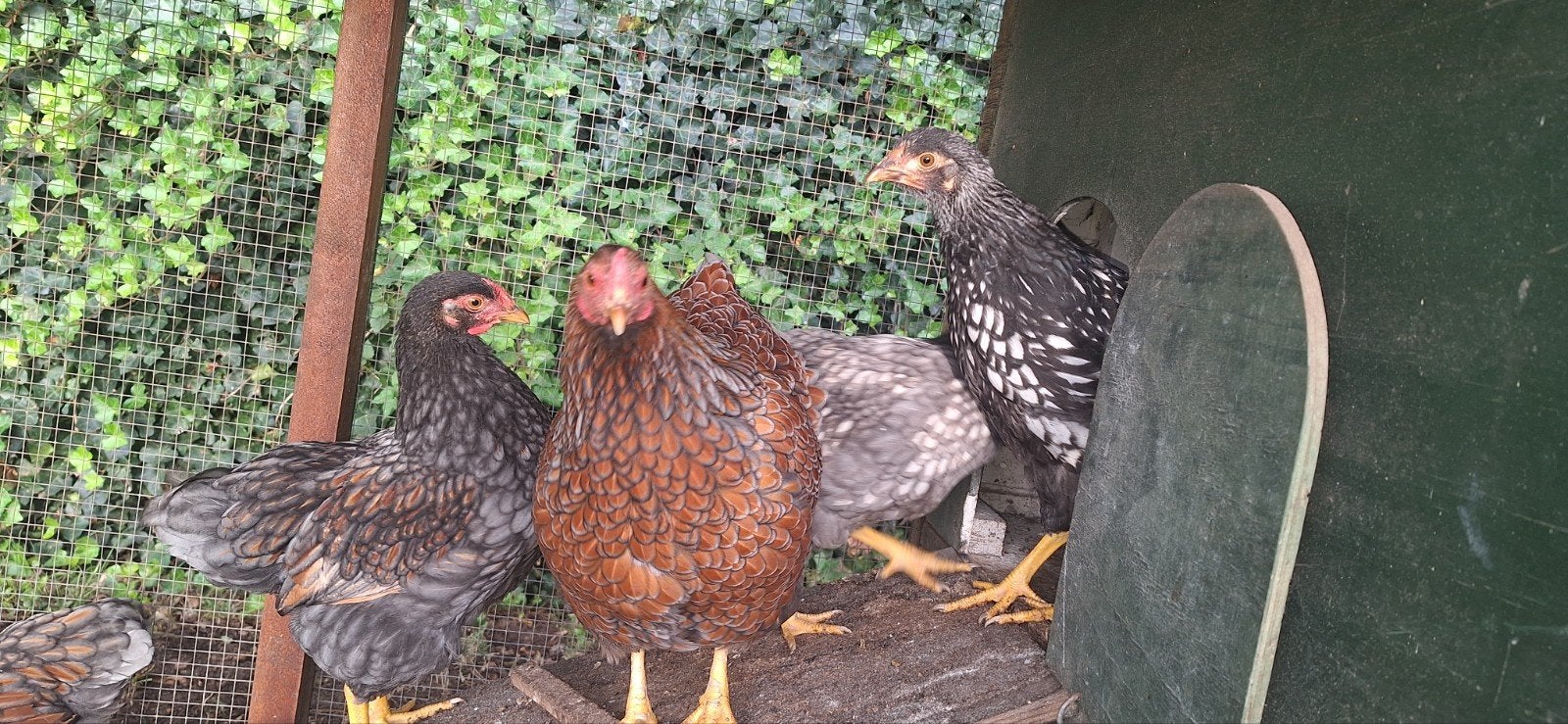7 kippen, Dieren en Toebehoren, Meerdere dieren, Kip