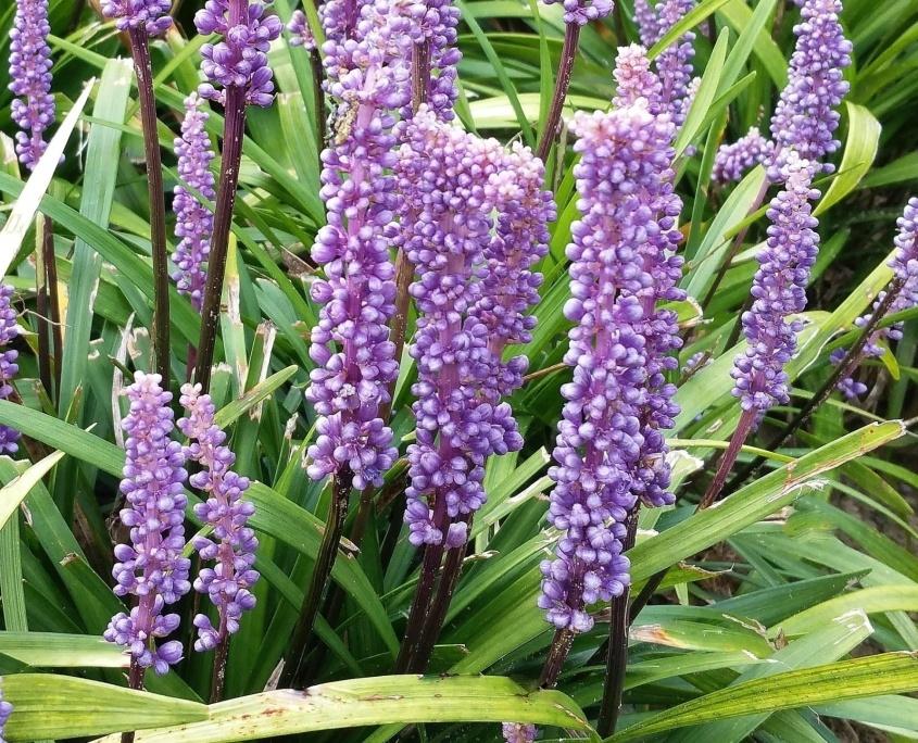 Leliegras, Liriope Moneymaker, Ophalen, Vaste plant, Siergrassen, Halfschaduw