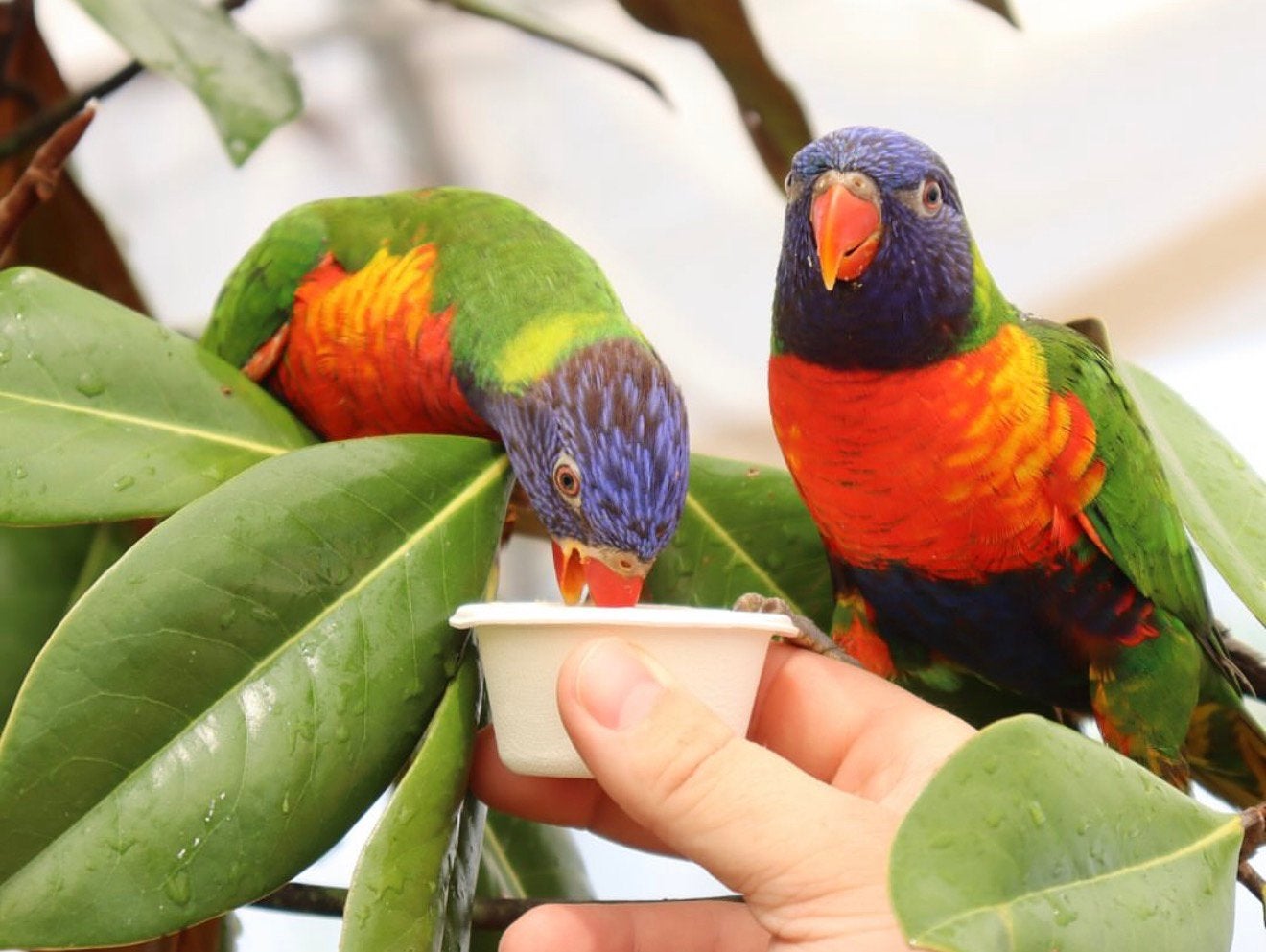 lories in diverse kleuren * familie garantie, Dieren en Toebehoren, Meerdere dieren, Papegaai