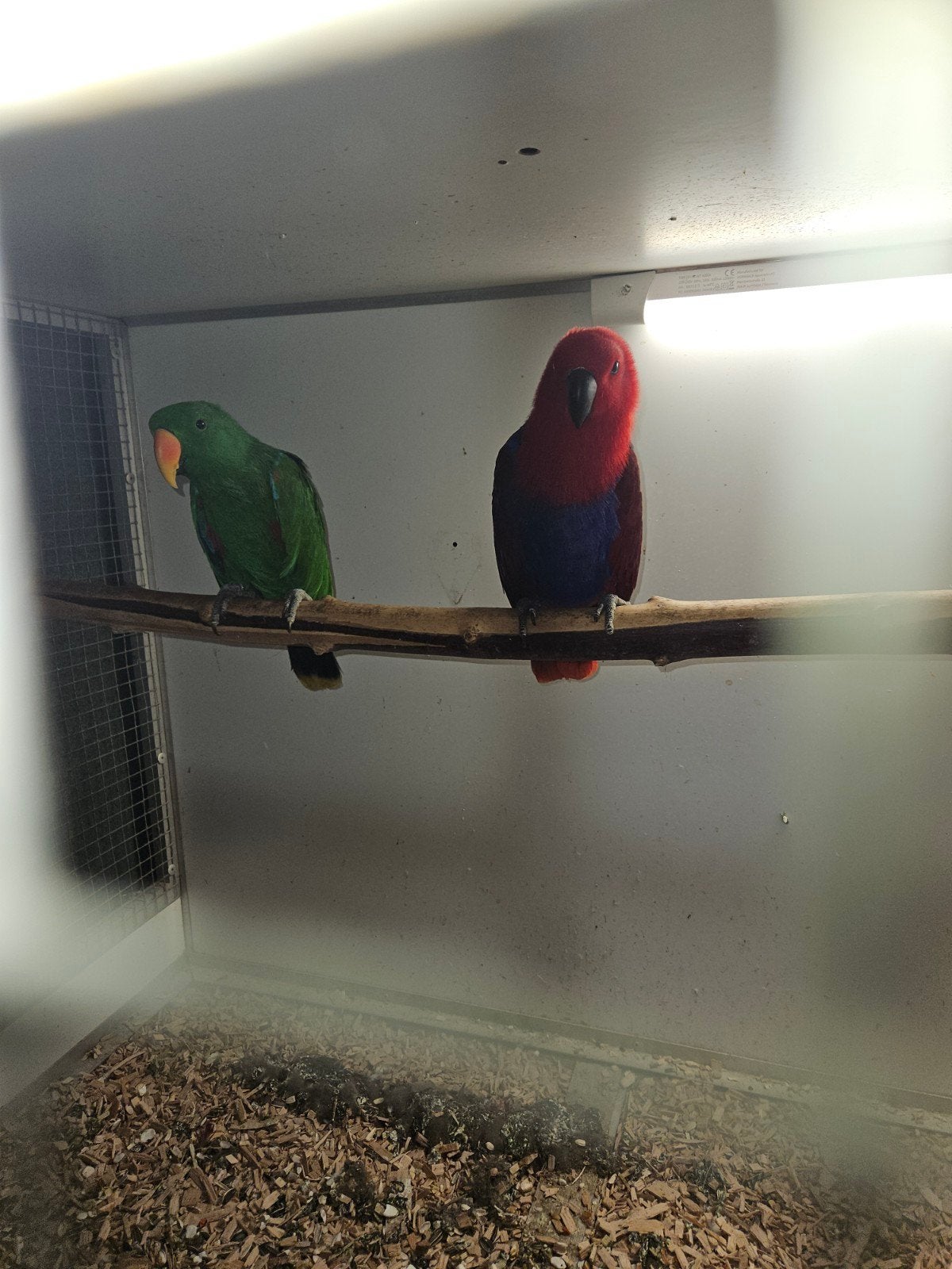 Koppel edel papegaaien, Meerdere dieren, Papegaai