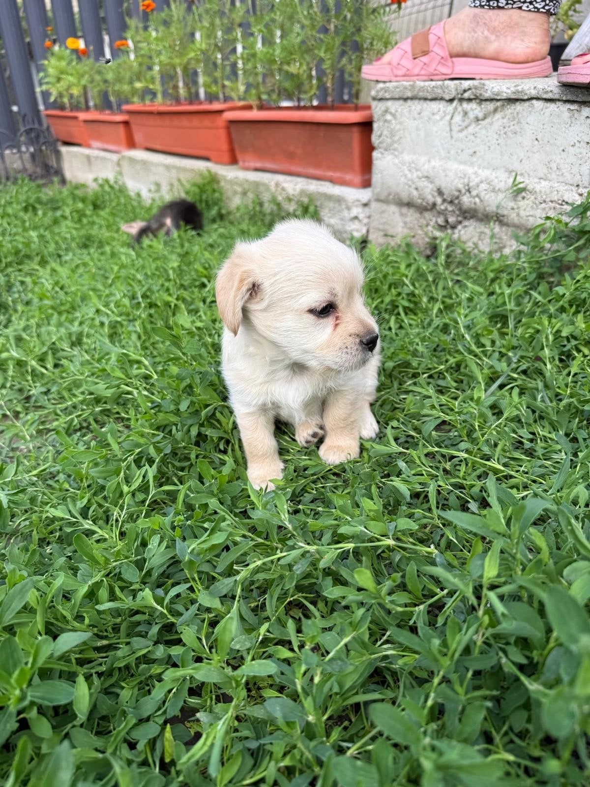 BICHON /malteser puppy's adoptiehond roemenie, Particulier, Overige rassen, 8 tot 15 weken, Buitenland