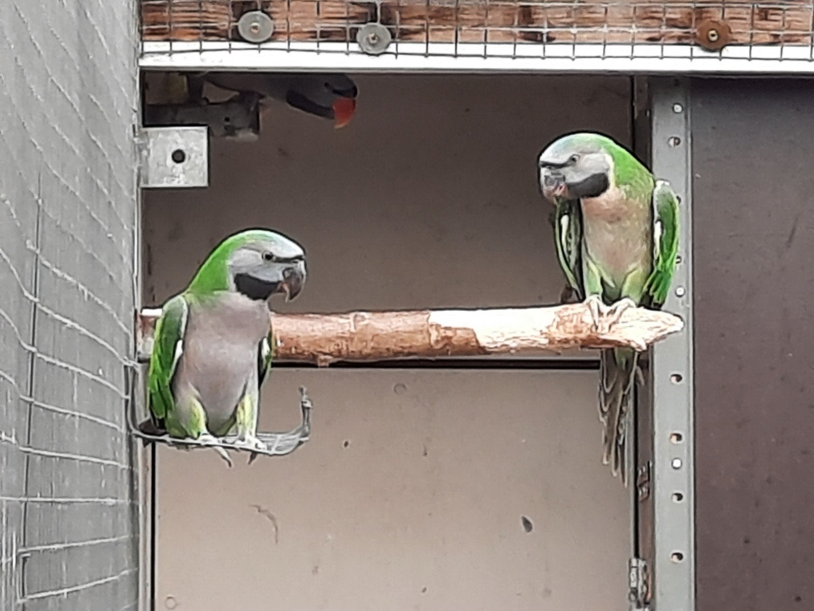 Derbyan, Meerdere dieren, Parkiet, Geringd
