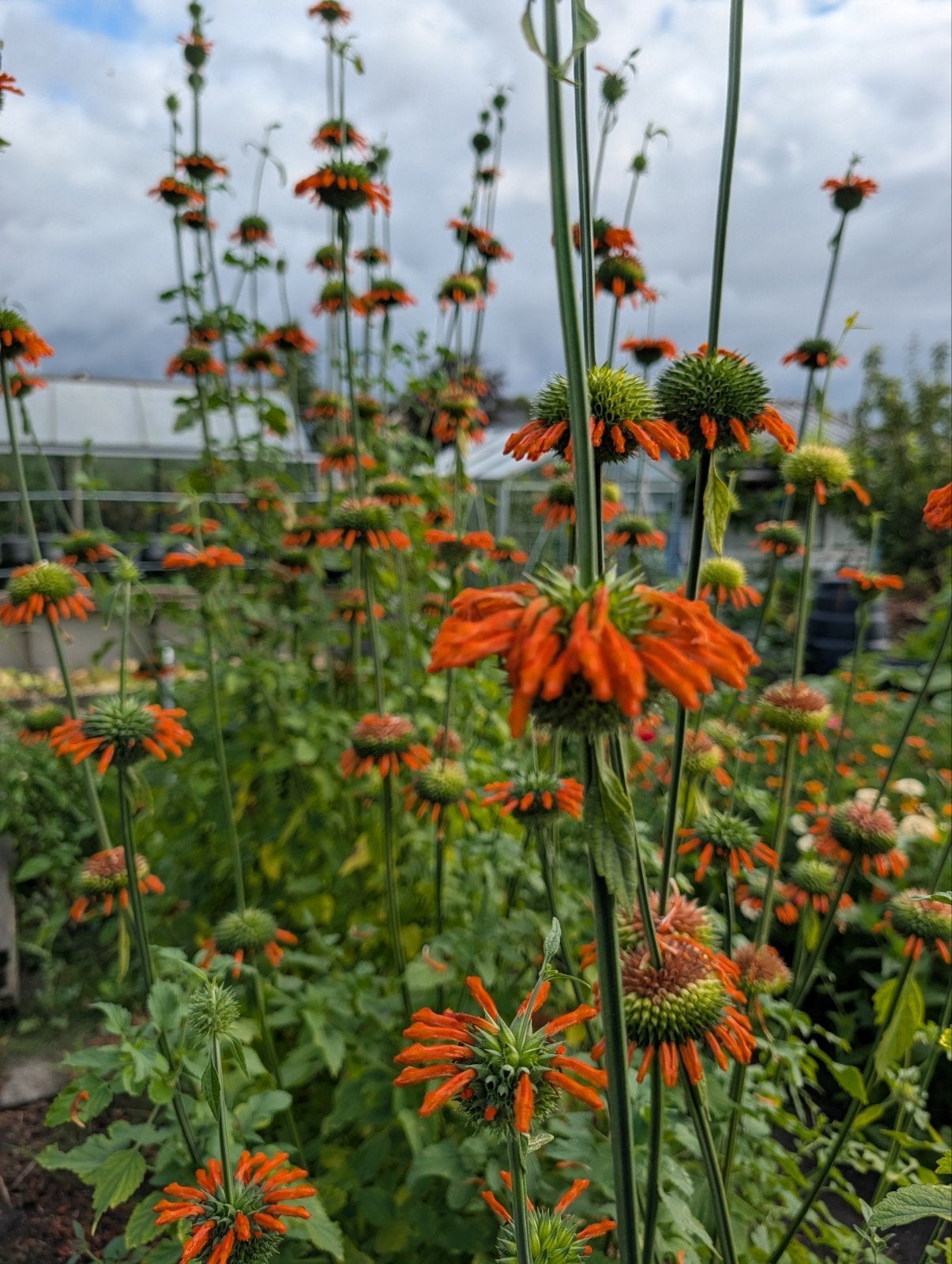 Leonotis leonuris of wilde dagga, 1,50€ per+/-10 zaden, Ophalen of Verzenden