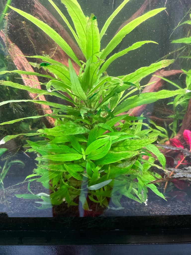 Hygrophila corymbosa / Siamensis stekjes, Ophalen of Verzenden, Zo goed als nieuw, Plant(en), Steen of Hout
