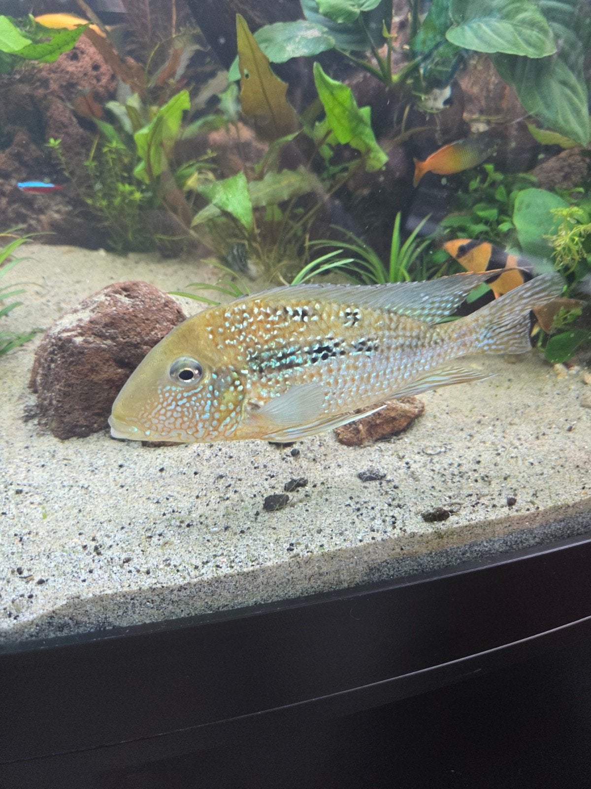 Geophagus mirabilis, Dieren en Toebehoren, Vissen | Aquariumvissen, Vis