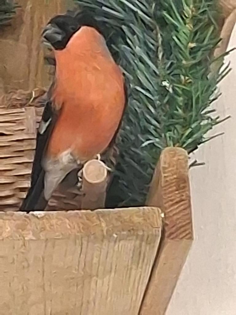 Mooie kliene Europese Goudvink man, Mannelijk, Wildzangvogel