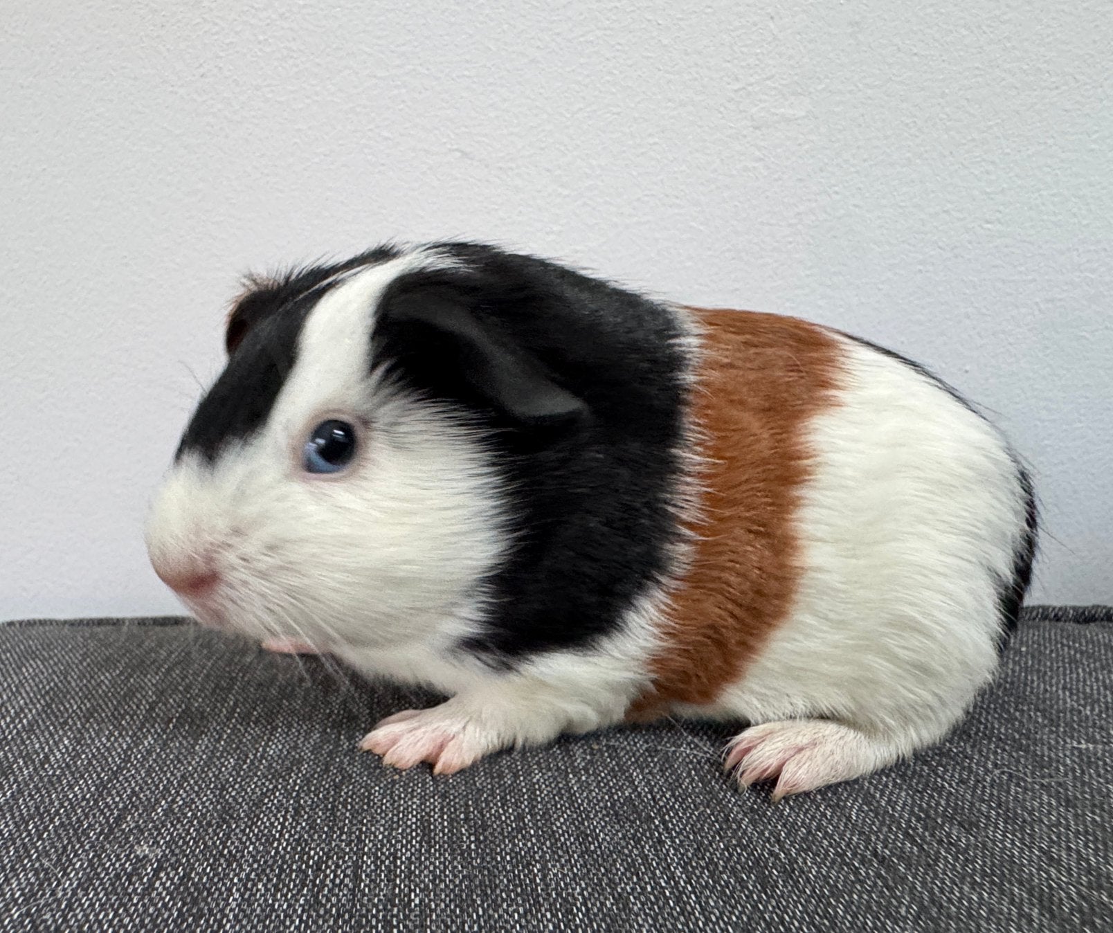 Lief beertje Peter, Dieren en Toebehoren, Augustus, Mannelijk, Cavia