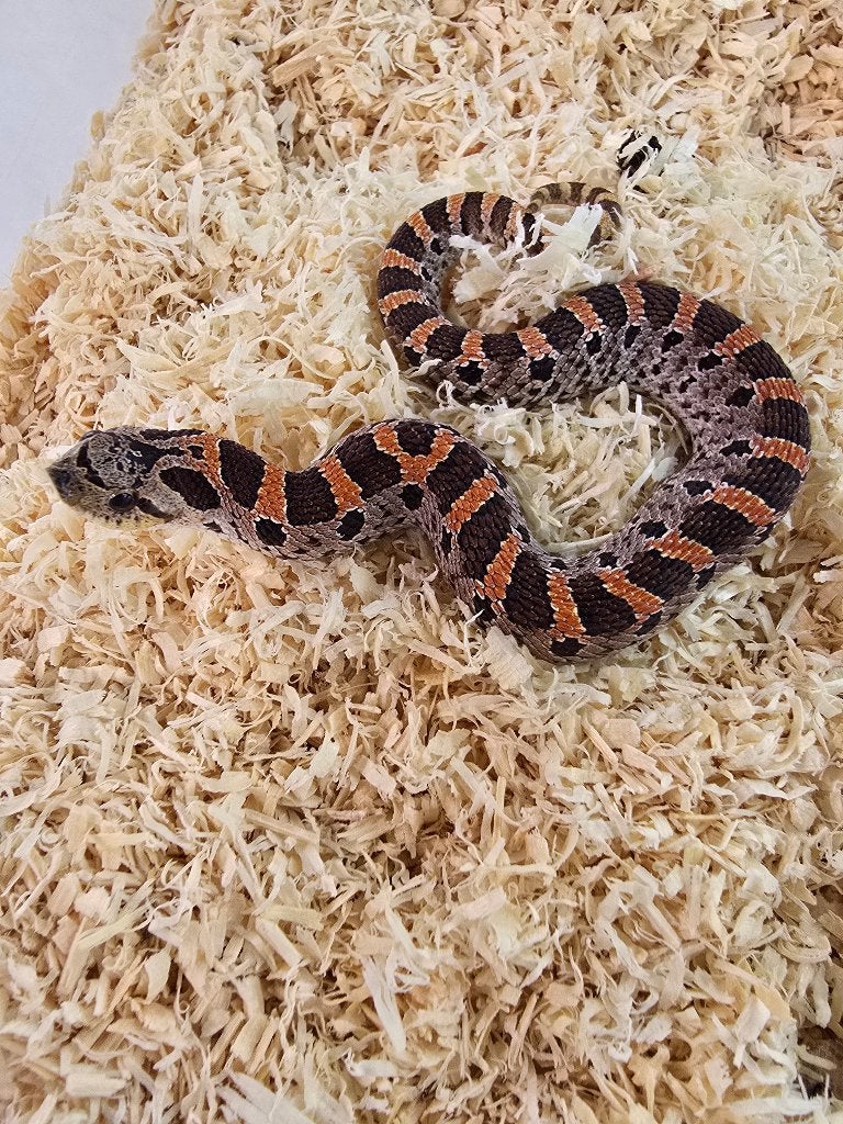 1.0 Heterodon Simus (high red), Hagedis, 0 tot 2 jaar