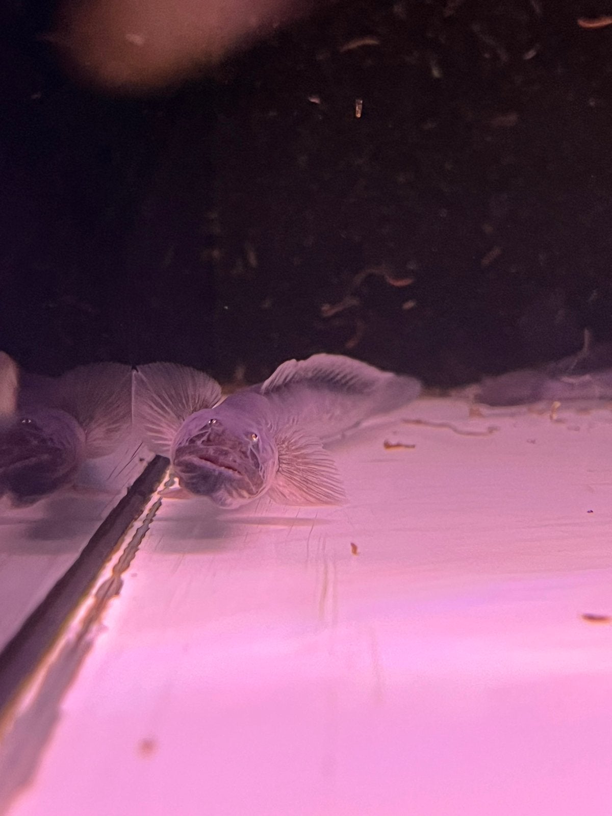 Drakenkop goby, Vis