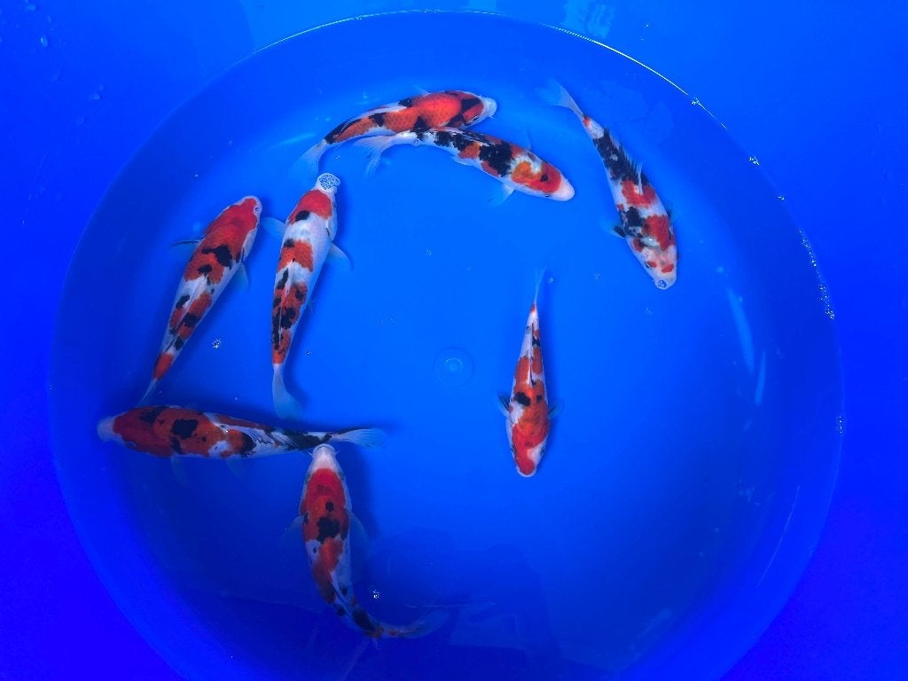 Go-sanke van Izumiya | Koikarpers  | Tosai vissen, Karper of Koi
