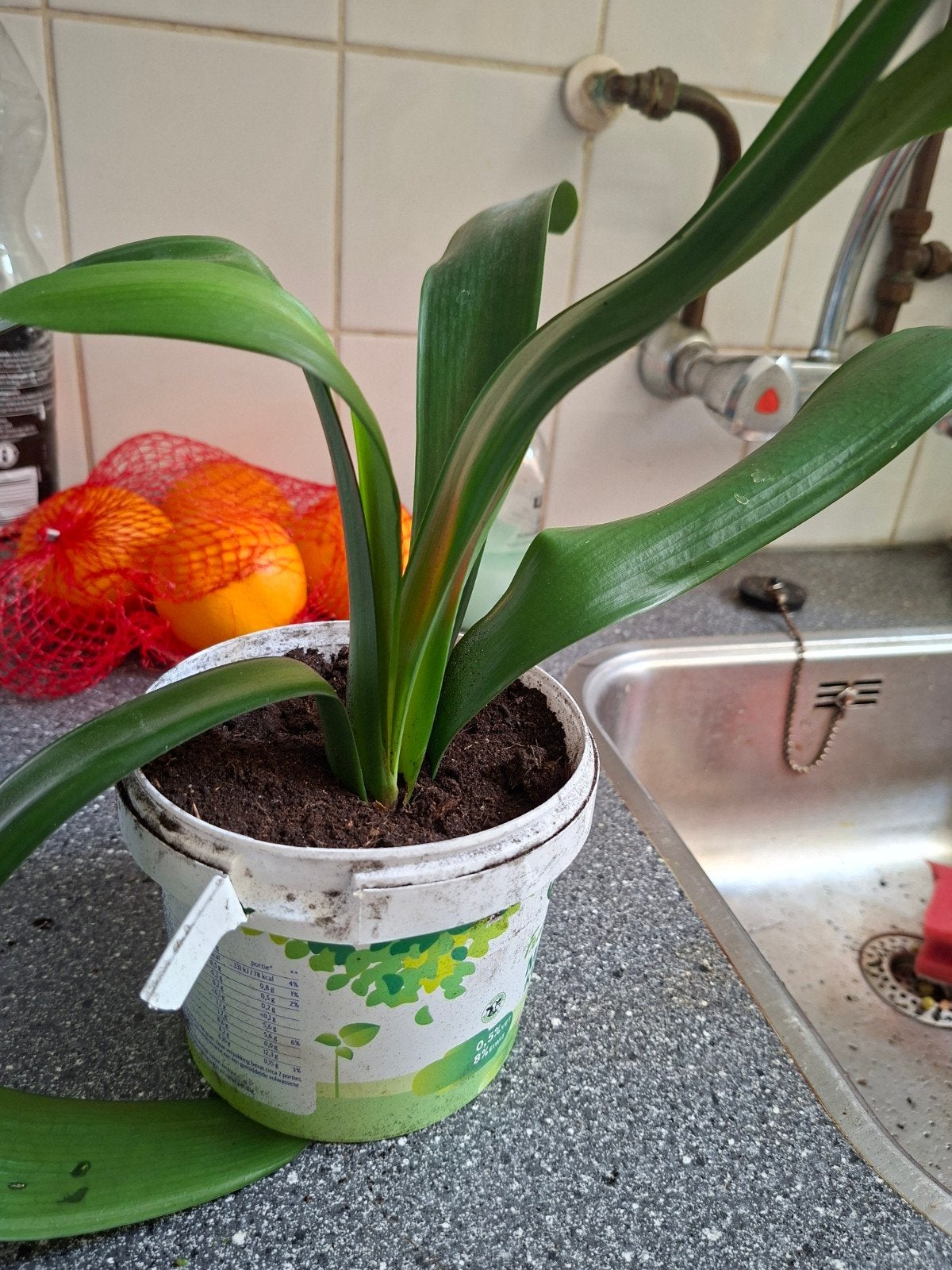 Groene kamerplant in pot - Clivia, Ophalen, Overige soorten, Halfschaduw, In pot