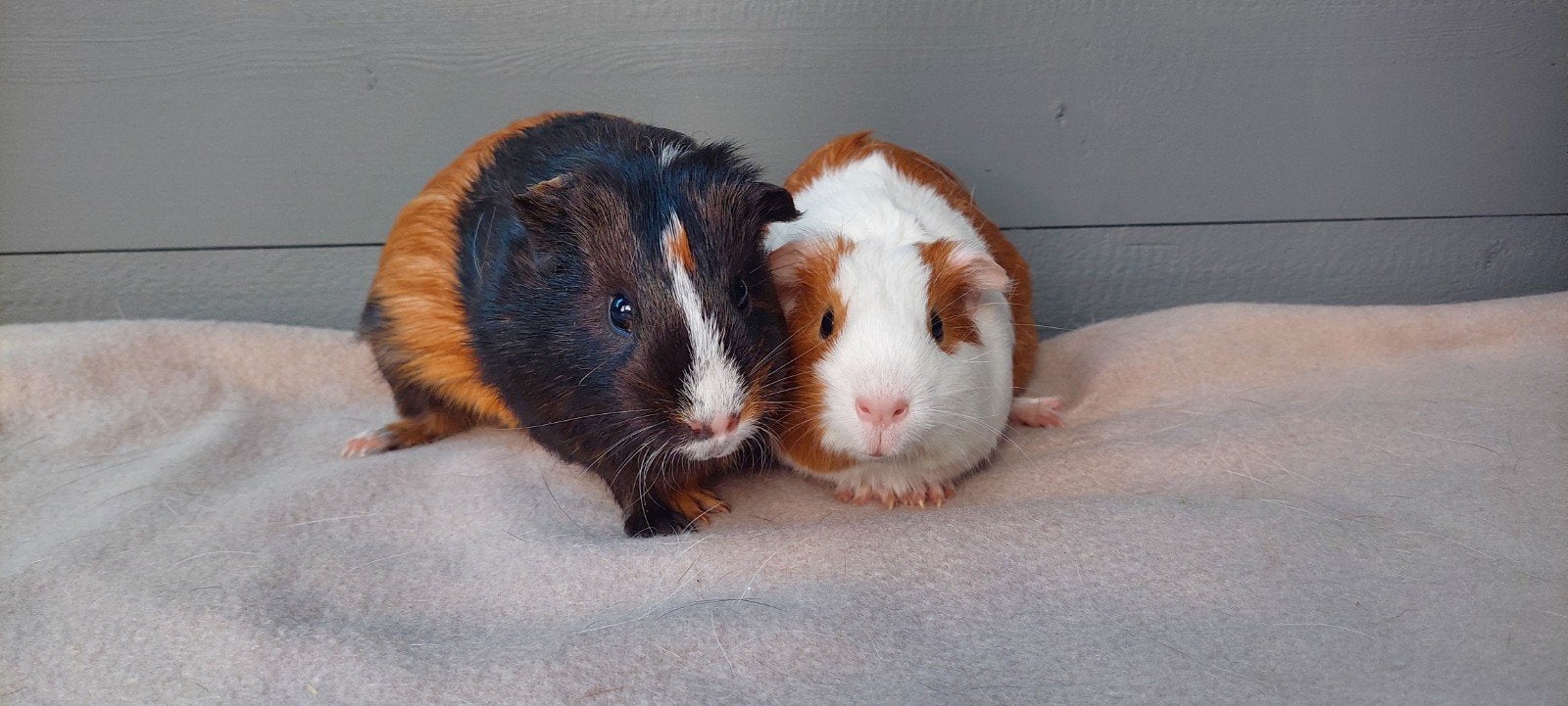 moeder en dochter cavia zeugjes, Dieren en Toebehoren, Knaagdieren, December, Vrouwelijk, Cavia