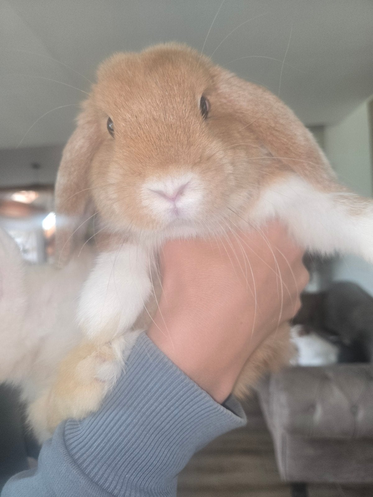 Super lieve mini lop