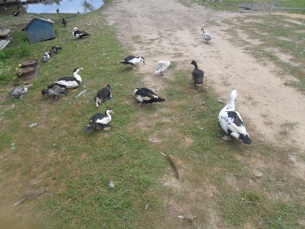 kaapse eenden, Dieren en Toebehoren, Meerdere dieren, Eend