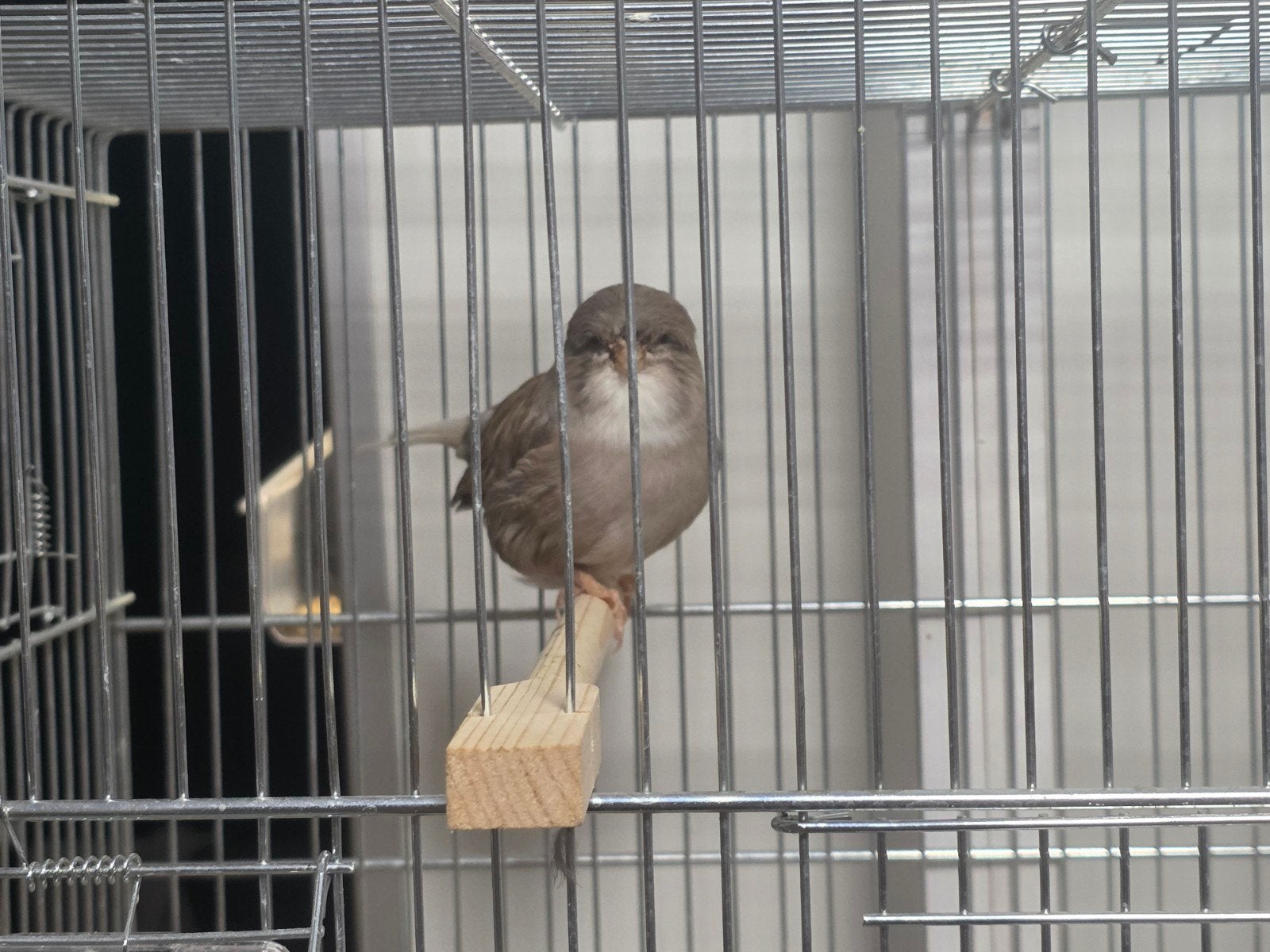Gloster kanarie, Dieren en Toebehoren, Mannelijk