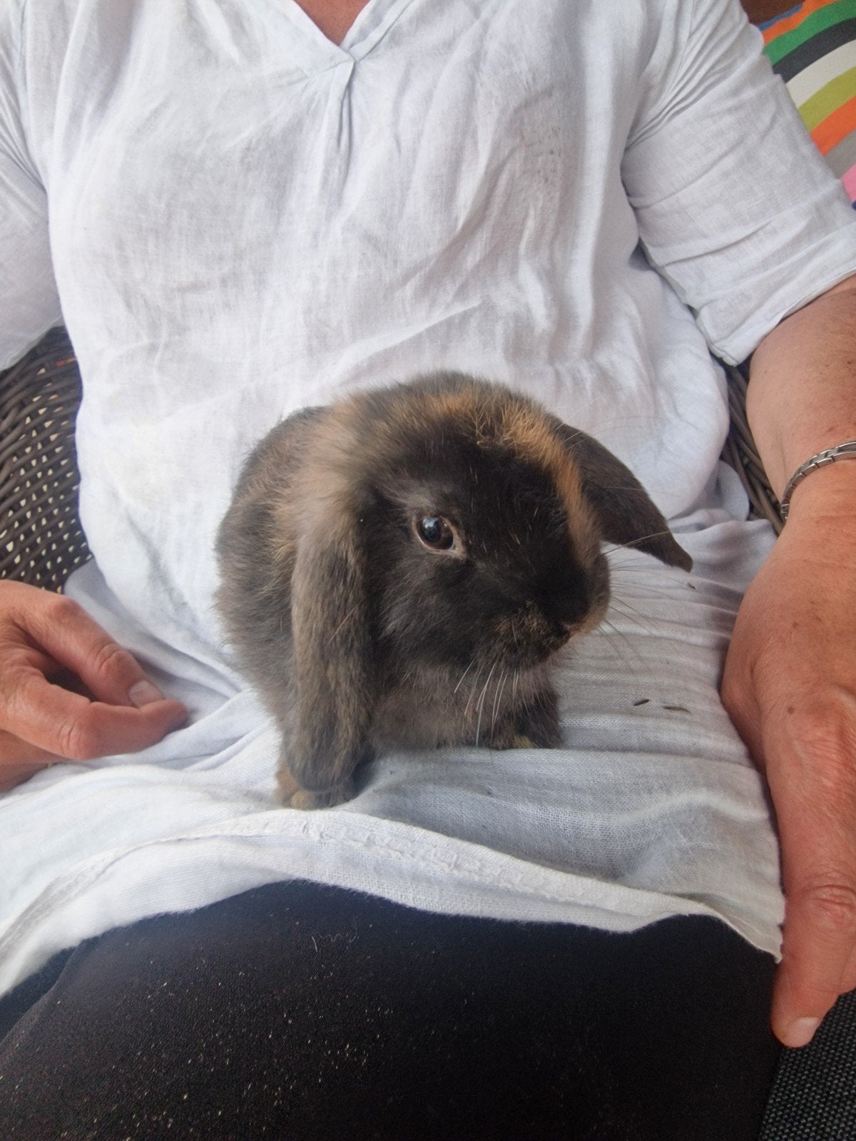 Jonge konijntjes te koop, Meerdere dieren, Klein, Hangoor, 0 tot 2 jaar