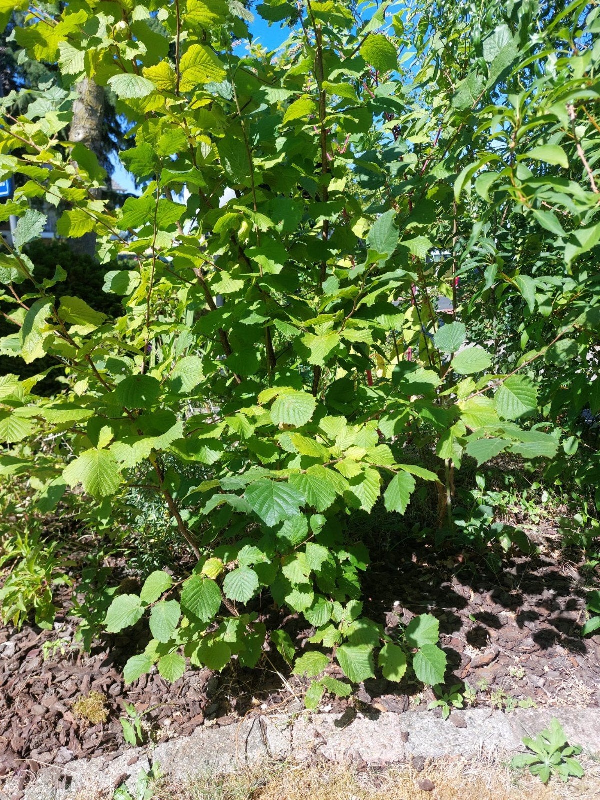 Hazelaar (Corylus avellana) - Jonge plant, Ophalen