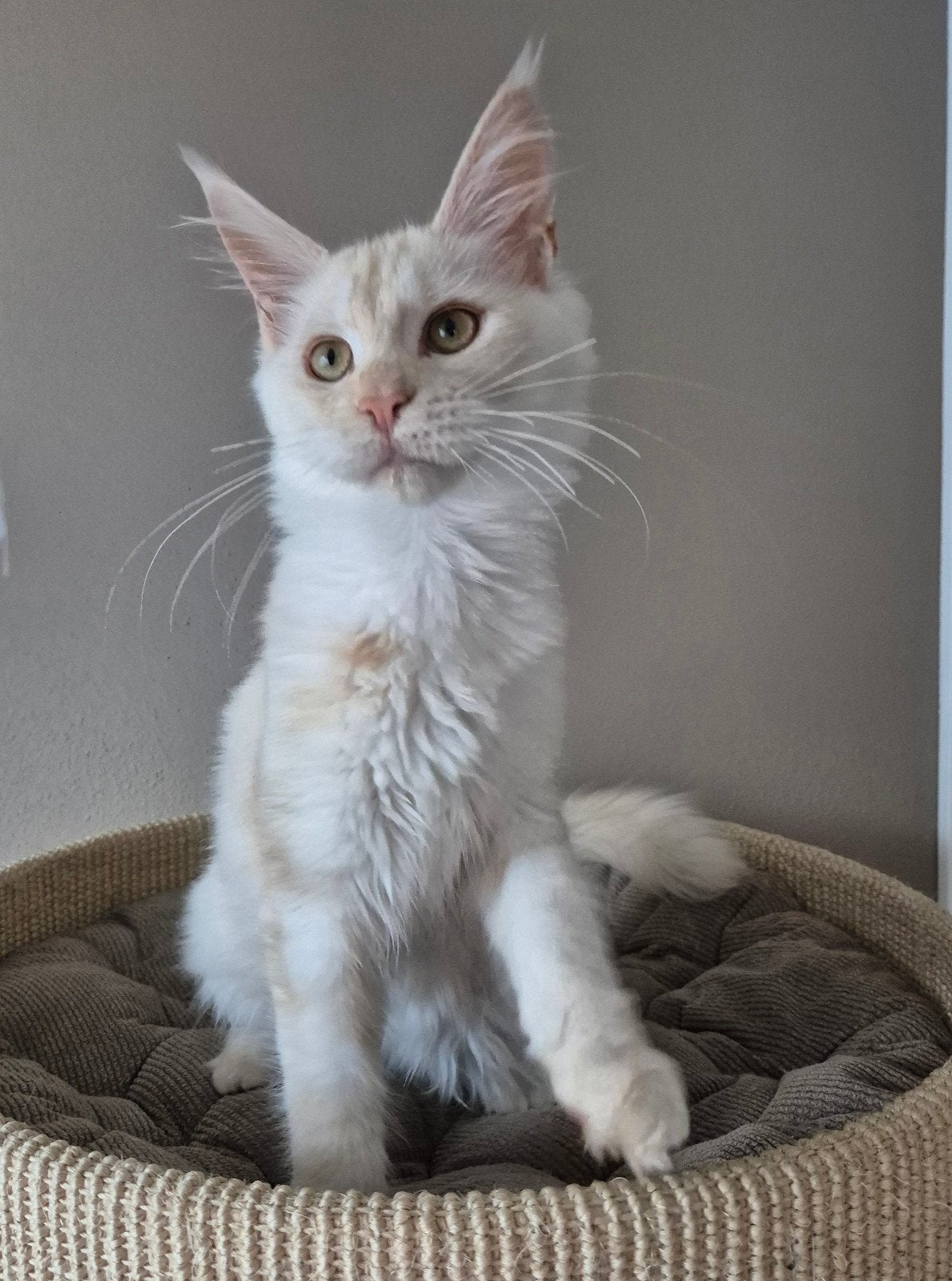 Maine coon kitten met Stamboom en volledig geteste ouders, Poes, Met stamboom, 0 tot 2 jaar