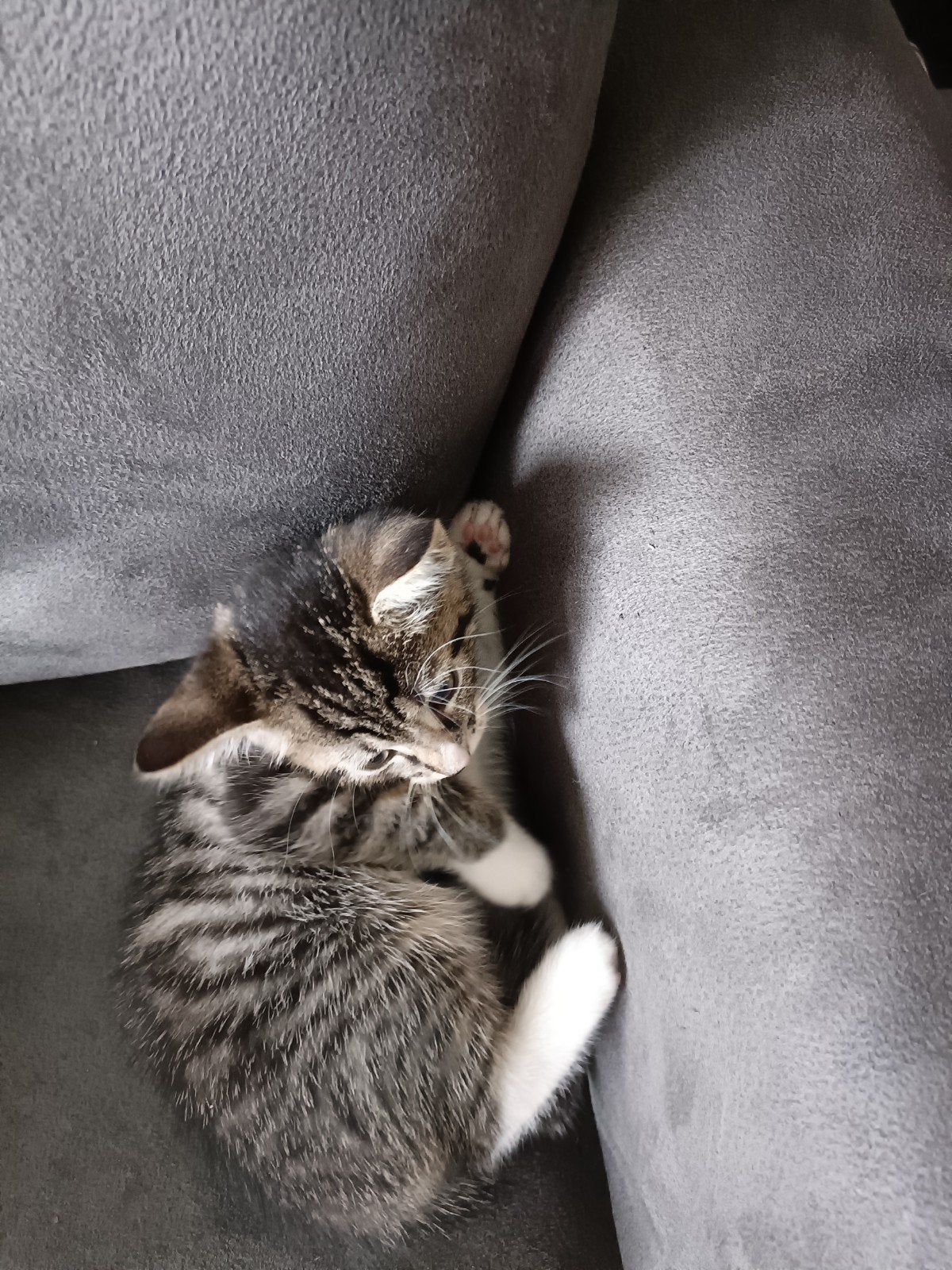 kittens, Meerdere dieren