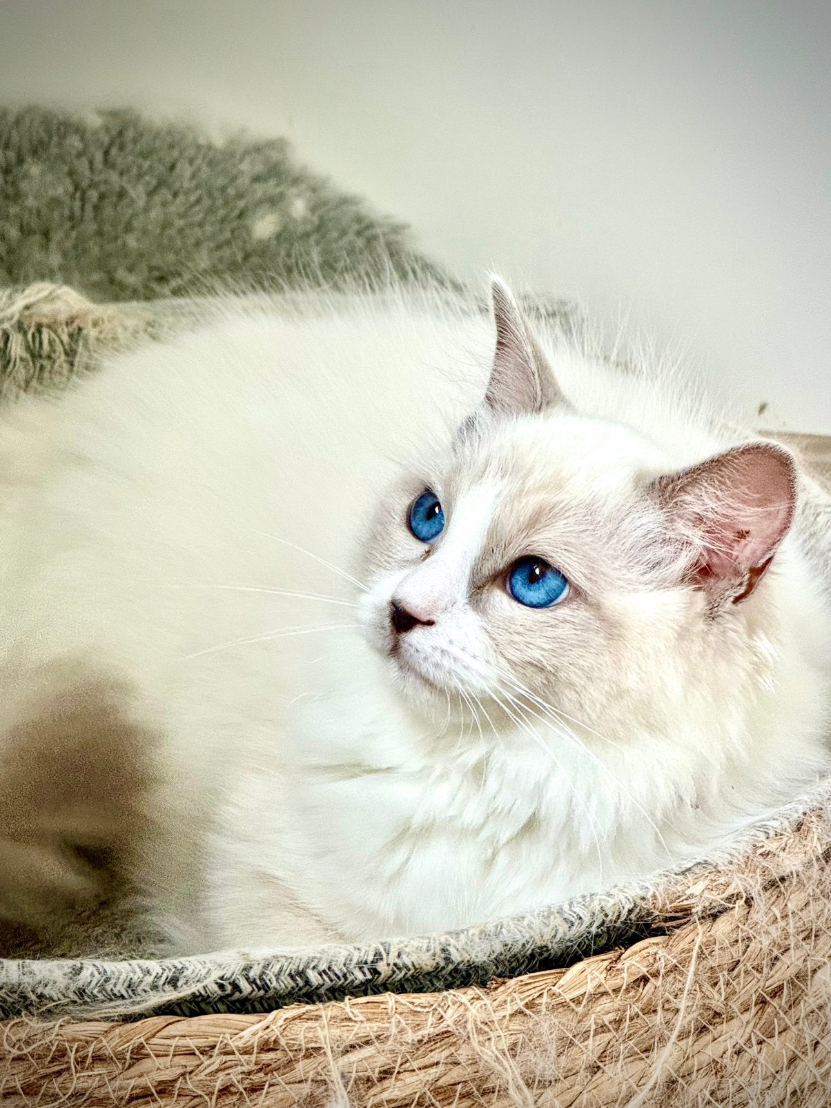 Ragdoll poes Betty 💖 (met stamboom fok), Dieren en Toebehoren, Katten en Kittens | Raskatten | Langhaar, Poes, Met stamboom, 0 tot 2 jaar