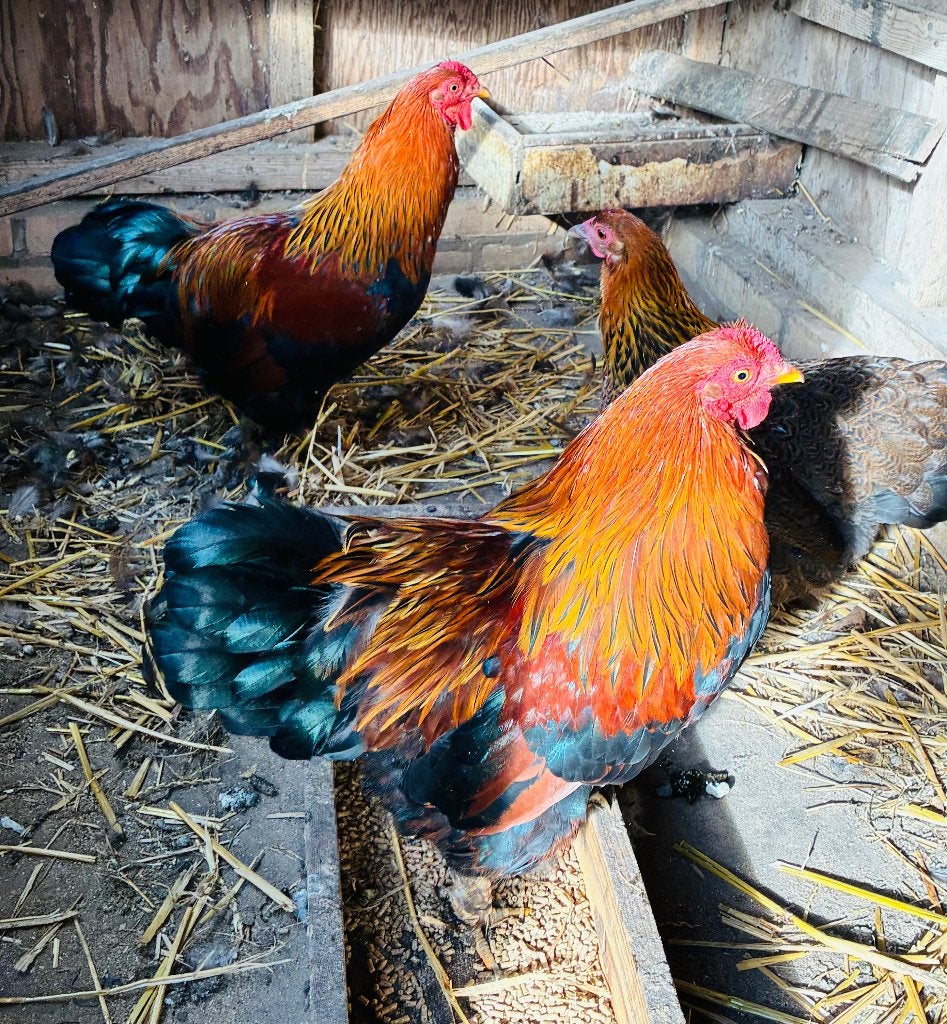 Wyandotte haan, Dieren en Toebehoren, Mannelijk, Kip