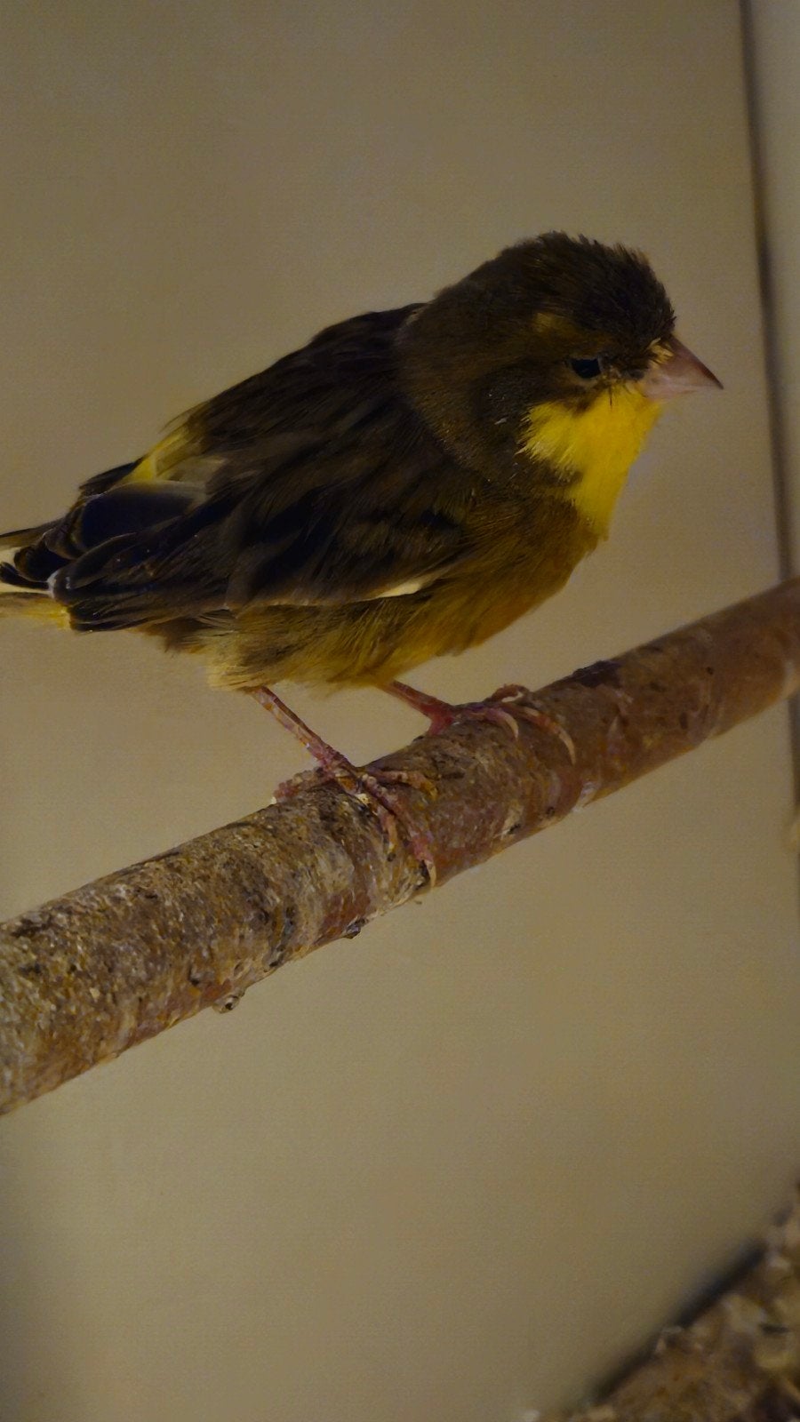 bonte kanarie, Dieren en Toebehoren