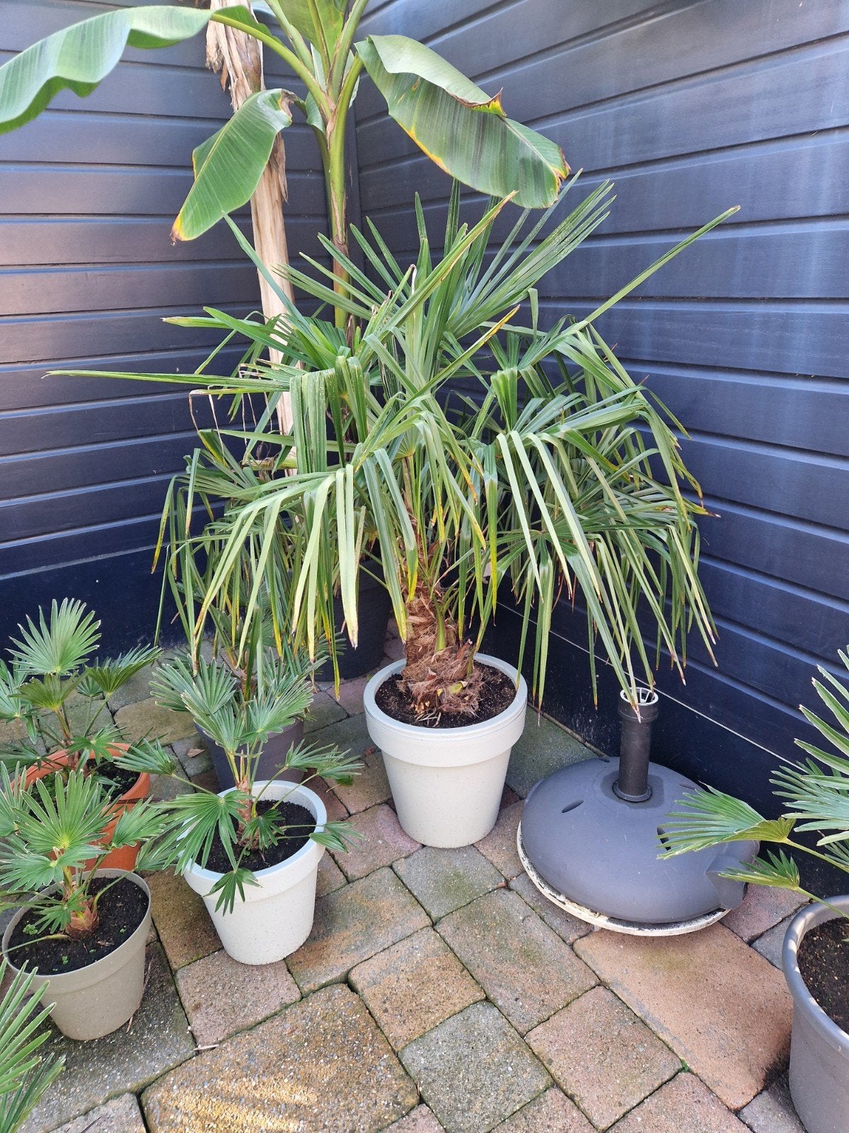 Trachycarpus Fortunei Palmboom - Winterharde Palm, Volle zon, Vaste plant, Bloeit niet, Ophalen