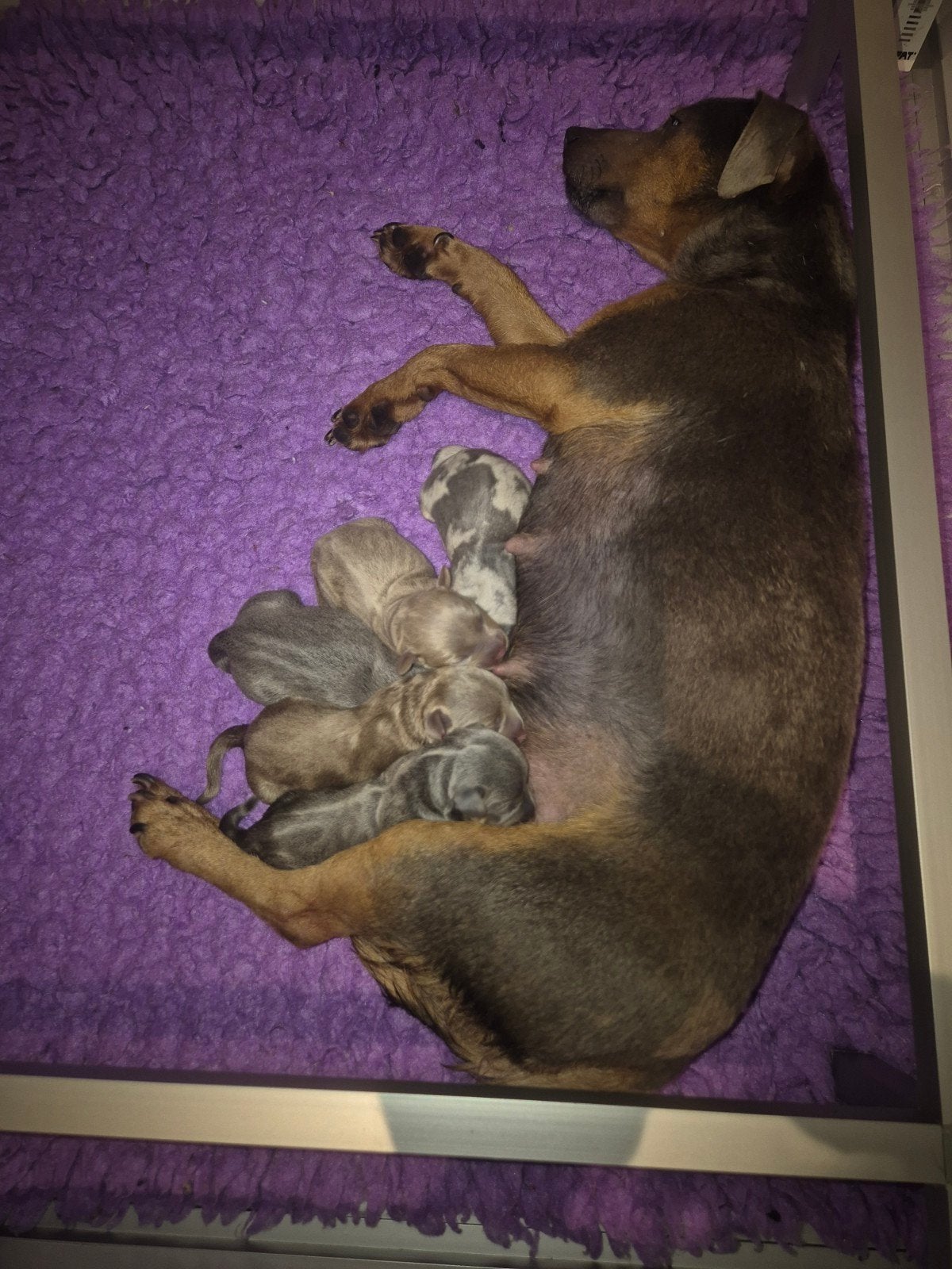 Jack Russel pups Aparte kleurtjes, Dieren en Toebehoren, Honden | Jack Russells en Terriërs, Parvo, Jack Russell Terriër, 8 tot 15 weken
