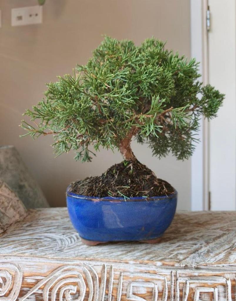 Juniperus Chinensis Kyushu Bonsai, Bloeit niet, Halfschaduw, Minder dan 100 cm, Overige soorten