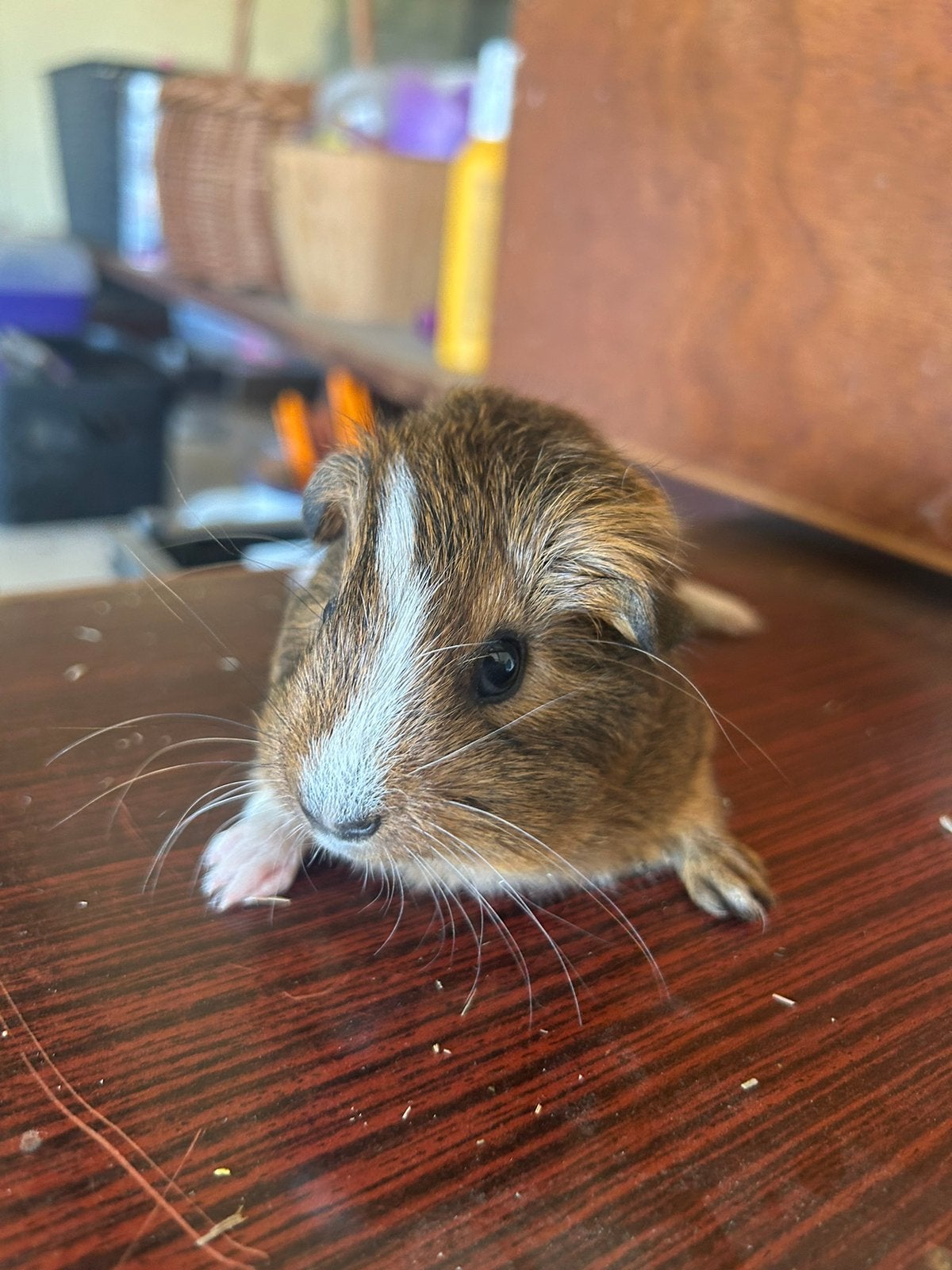 Jonge knappe cavia broertjes te koop, mogen verhuizen!, Dieren en Toebehoren, Knaagdieren, Cavia, Mannelijk, Juli, Tam