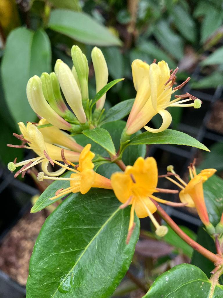 KLIMPLANT GROENBLIJVEND, Lonicera Copper Beauty PBR, Ophalen, Vaste plant, Halfschaduw, Klimplanten