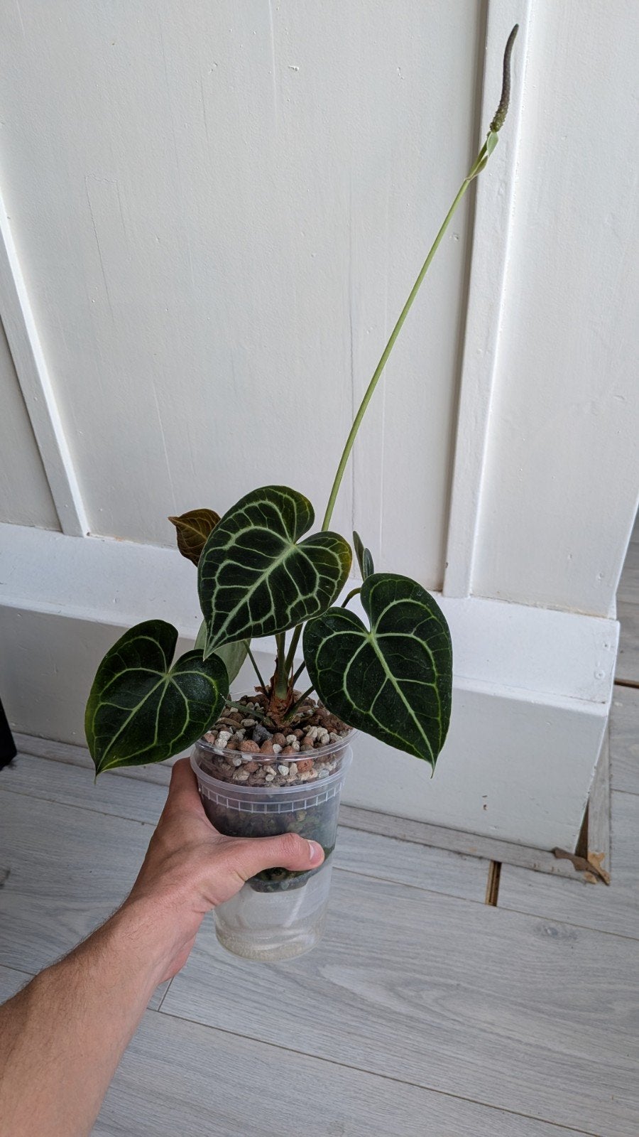 Anthurium Clarinervium in Hydrocultuur, Ophalen, Halfschaduw, Minder dan 100 cm