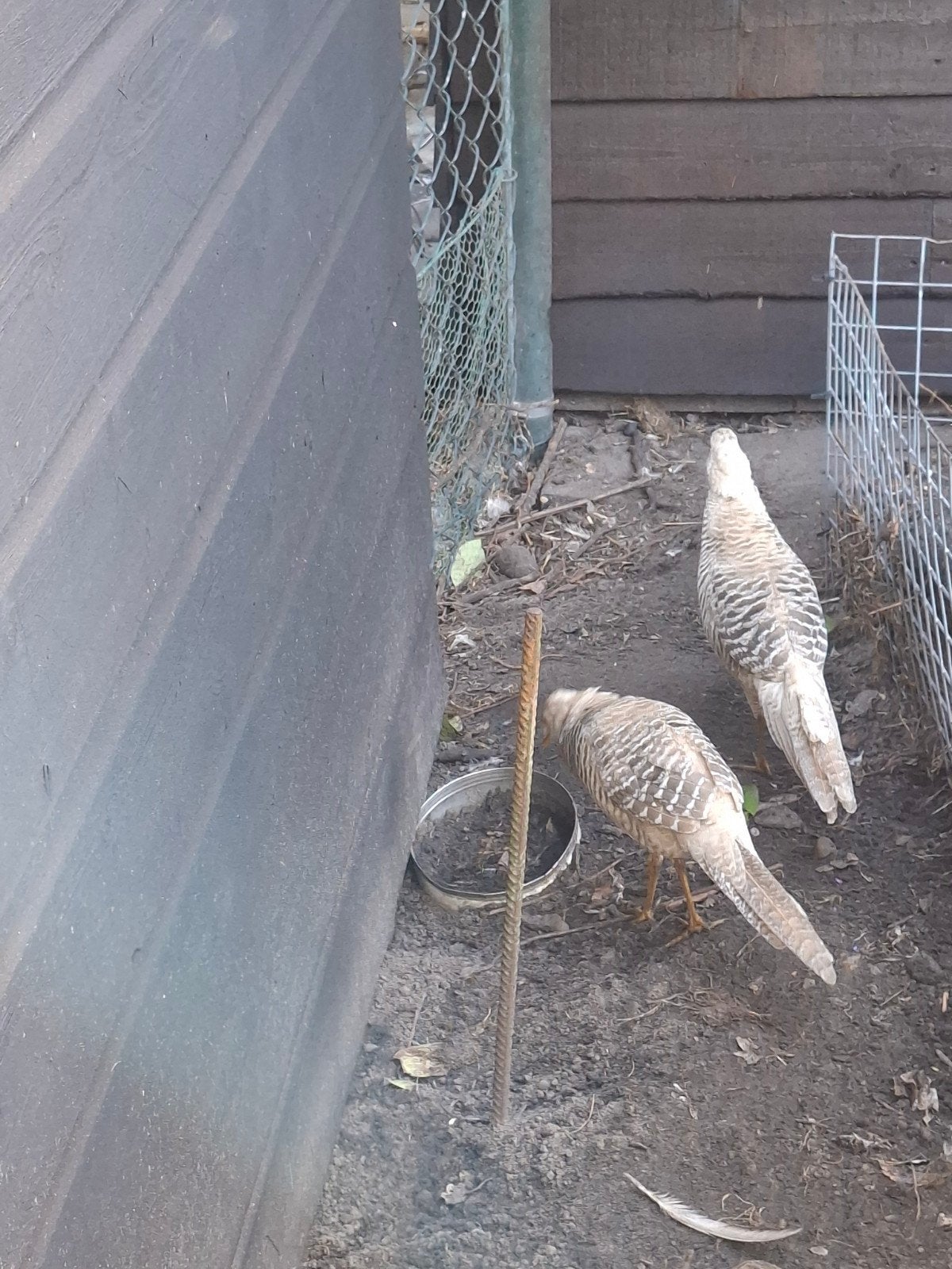 fazanten, Dieren en Toebehoren, Meerdere dieren, Eend