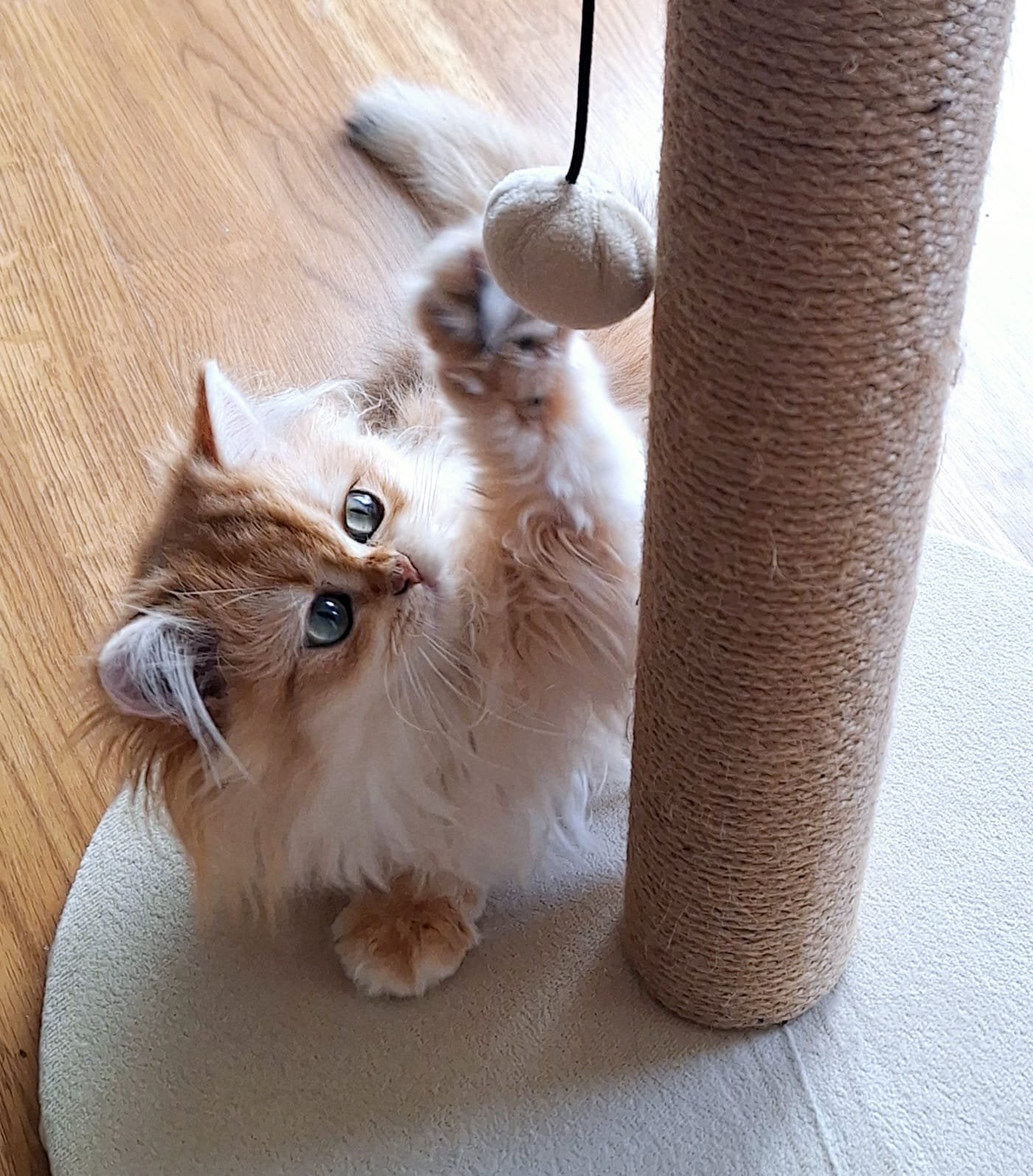 Britse langhaar kittens, Meerdere dieren, Gechipt
