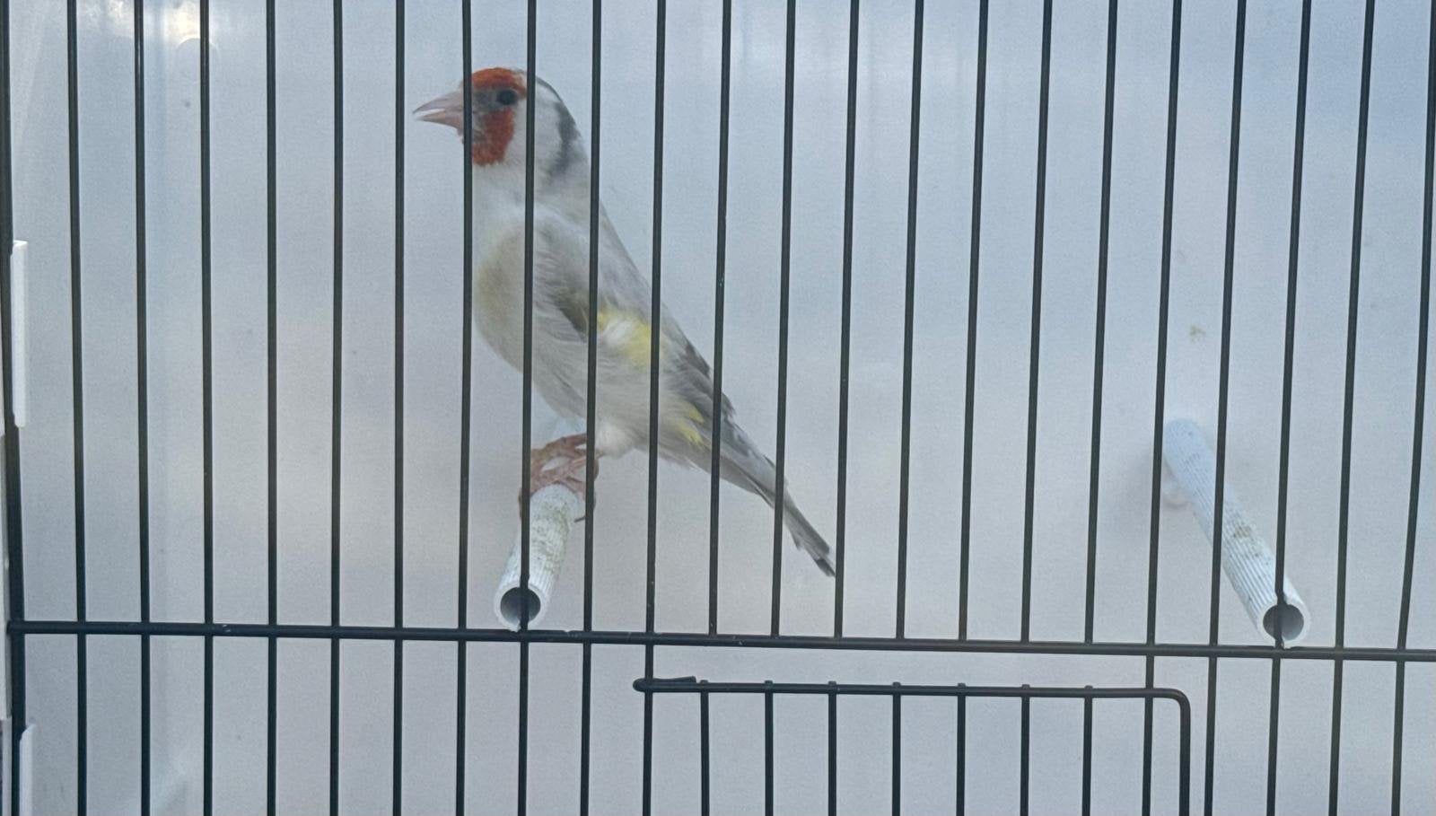 Major Putter Man Te Koop, Mannelijk, Wildzangvogel, Geringd