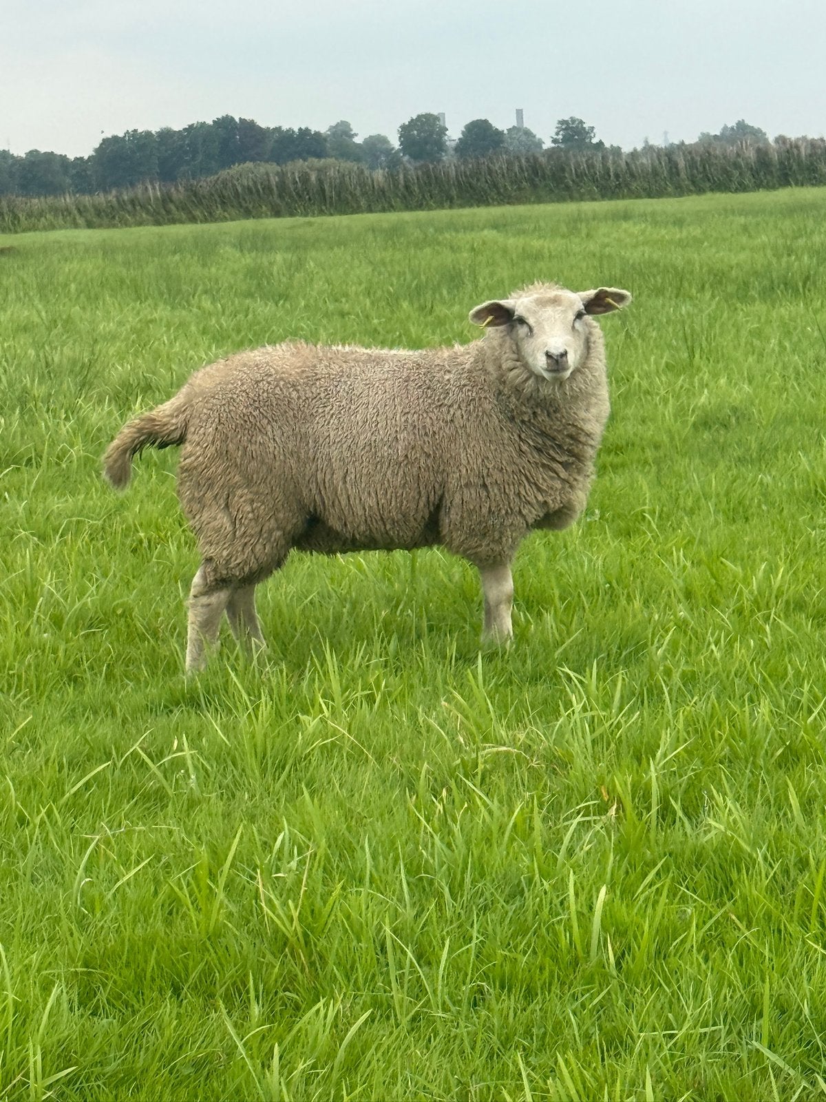 Gezocht weide lammeren, Meerdere dieren, Schaap