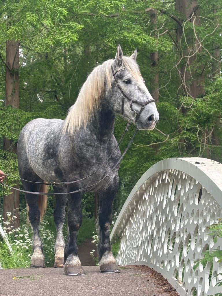 Stoere Percheron ruin 3 jaar, Dieren en Toebehoren, Ruin, Zadelmak, 3 tot 6 jaar, Met stamboom