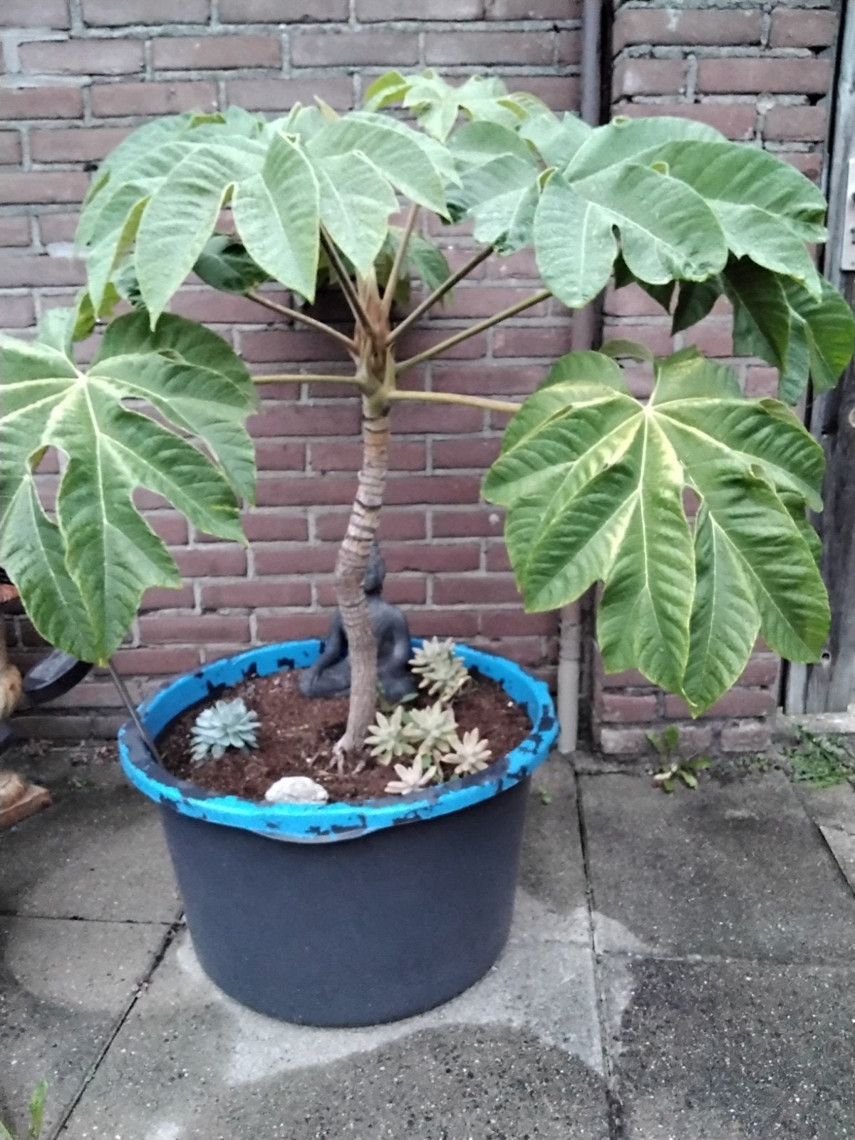 Grote rijstpapierplant (tetrapanax) in pot, Tuin en Terras, Ophalen, Vaste plant, Overige soorten, Halfschaduw