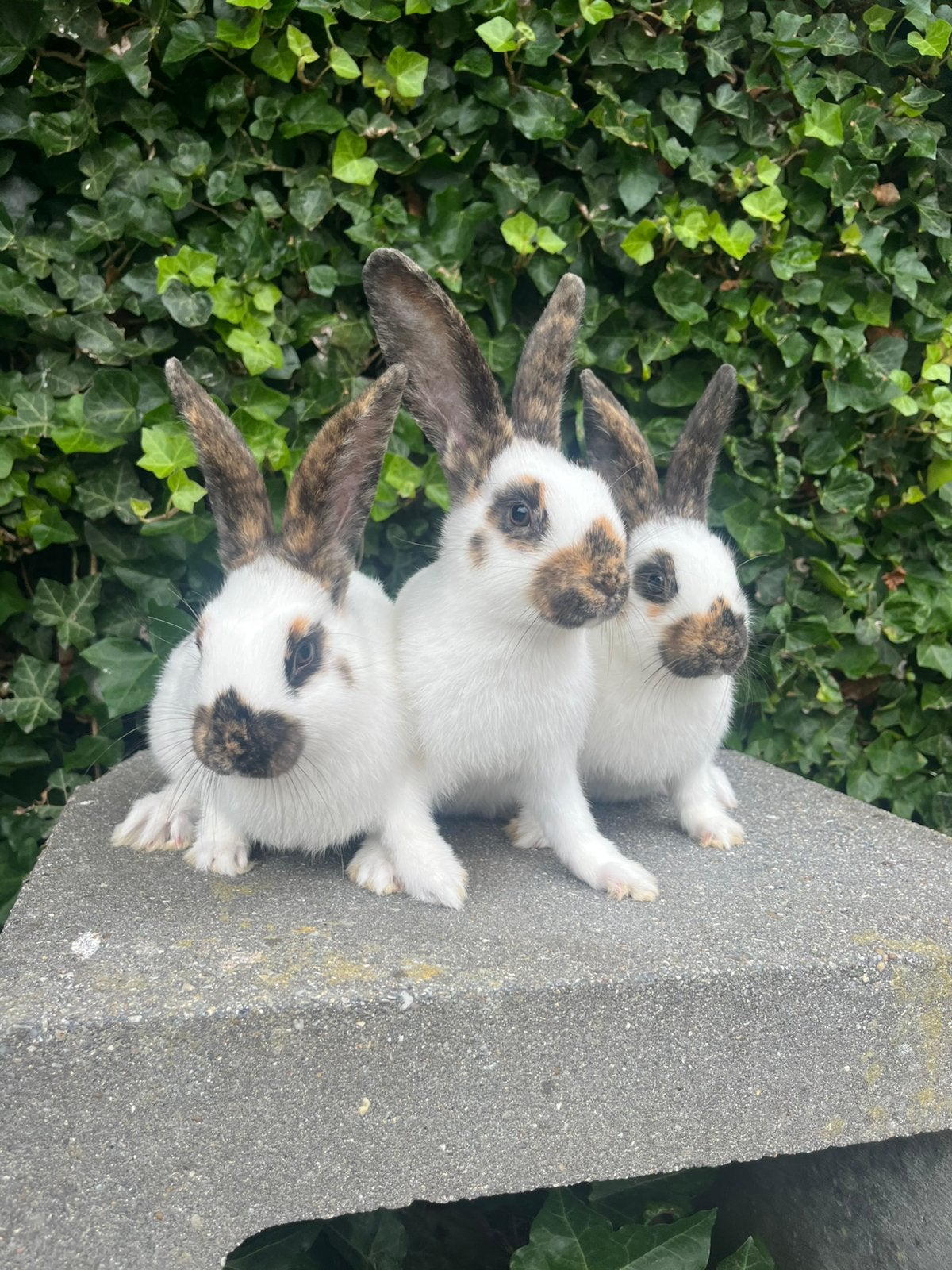 Jonge konijnen, Mannelijk, Middelgroot, 0 tot 2 jaar
