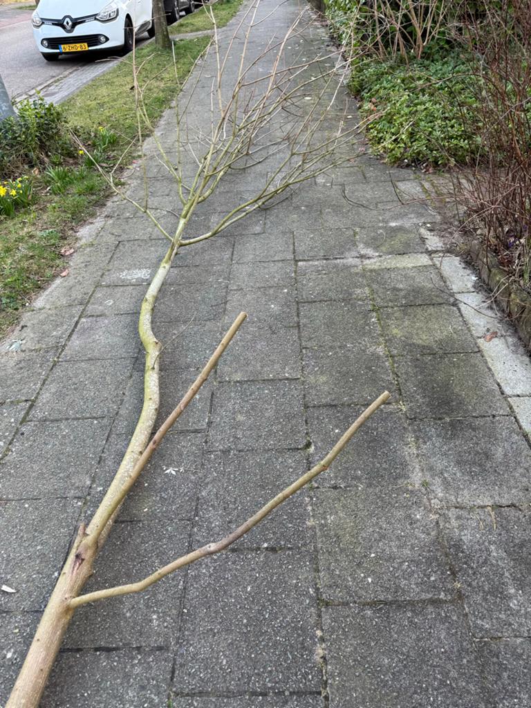Gezocht: kronkelige takken van bomen, 1.5-3m, 5-15cm omtrek, Tuin en Terras, Planten | Bomen, Ophalen