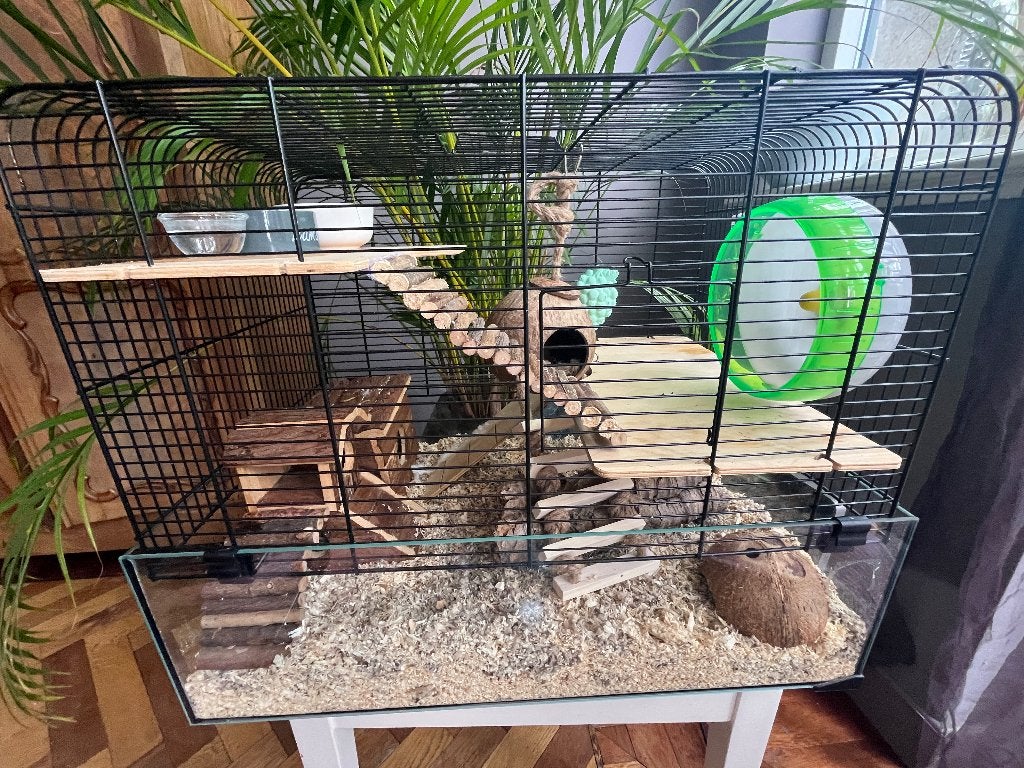 Russische dwerghamster met kooi en voedsel, Kooi, Minder dan 75 cm, Zo goed als nieuw, Hamster