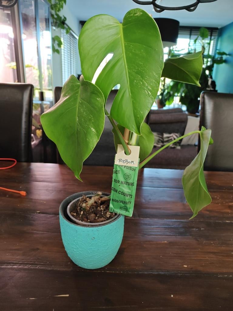 Monstera variegata low var, Huis en Inrichting, Kamerplanten, Ophalen of Verzenden, Halfschaduw, Minder dan 100 cm