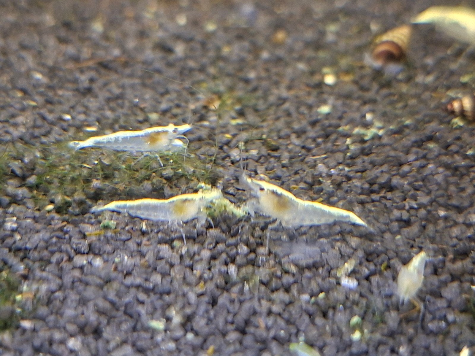Neo Caridina garnalen diverse kleuren, Kreeft, Krab of Garnaal