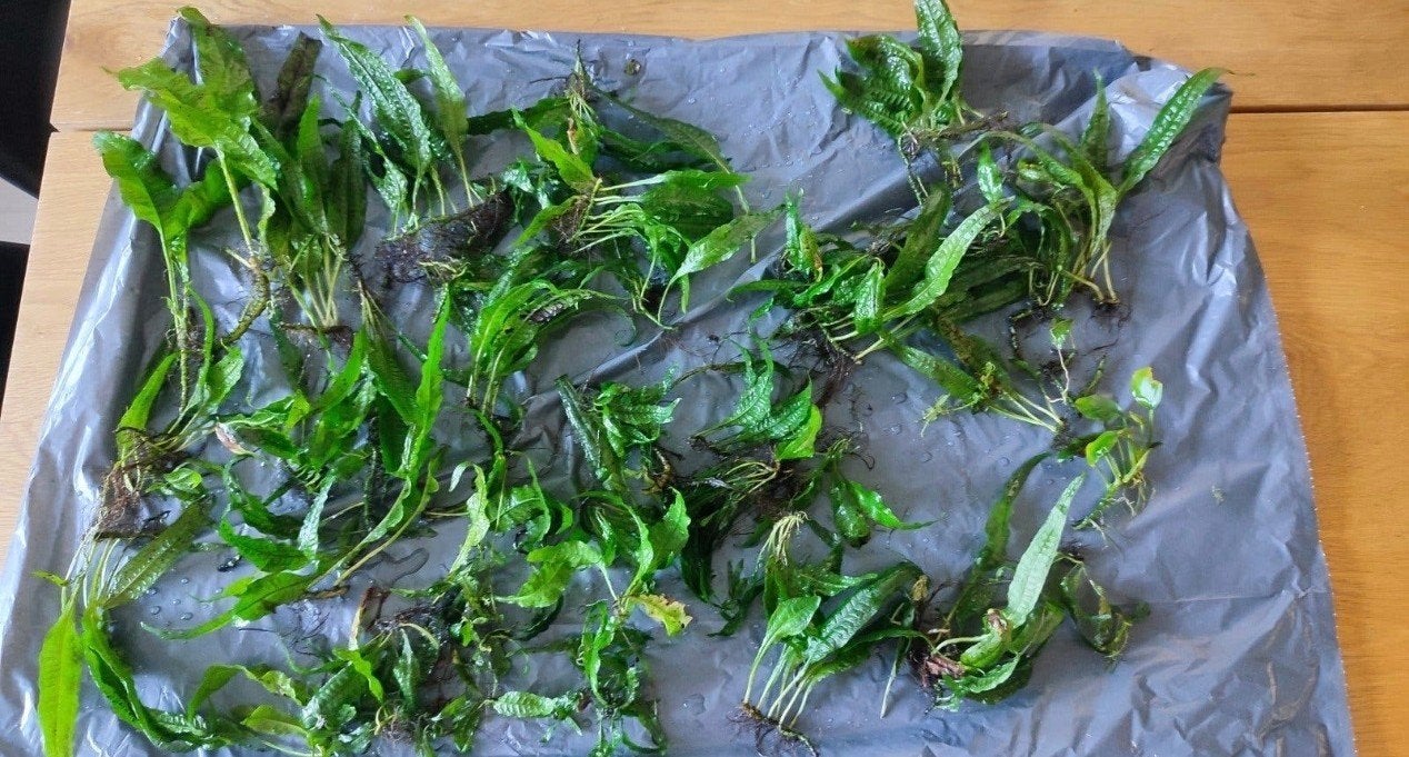 javavaren - aquariumplant, Ophalen of Verzenden, Plant(en), Steen of Hout